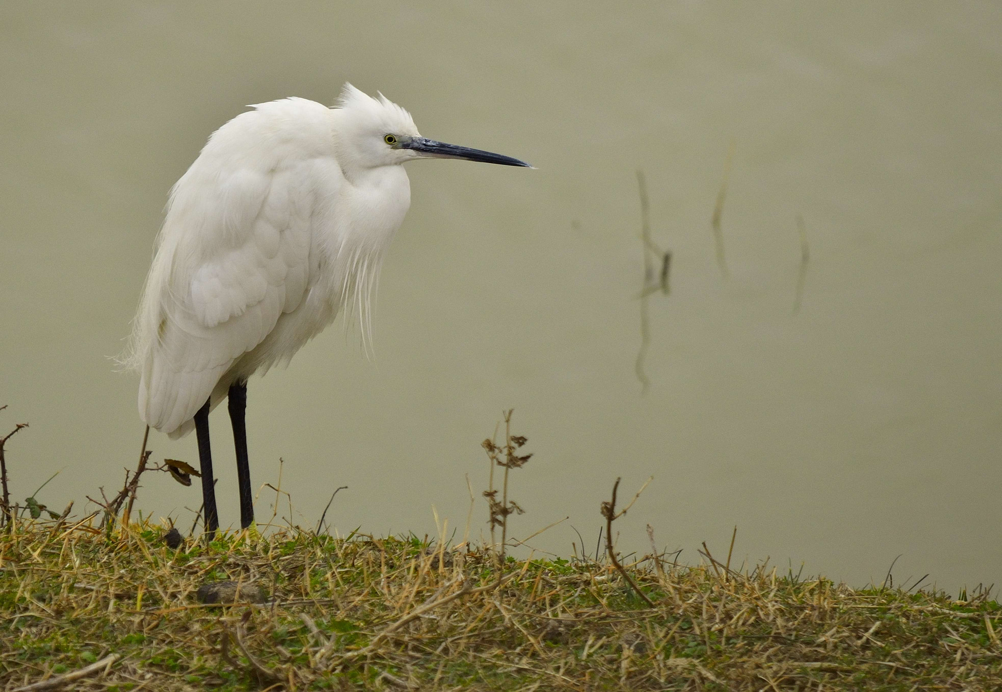 Nikon D7000 + Sigma 150-500mm F5-6.3 DG OS HSM sample photo. Egret photography