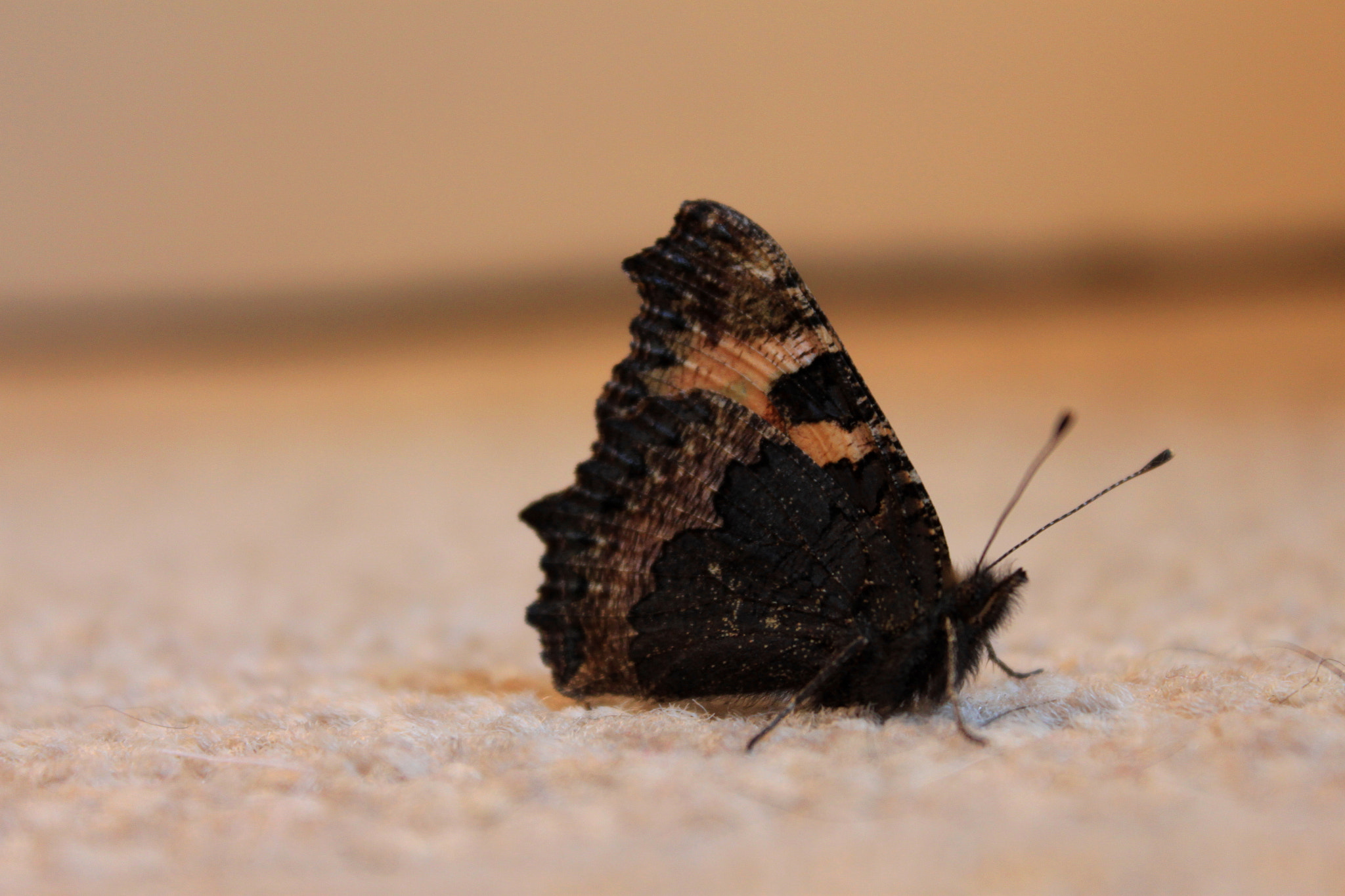 Canon EF-S 18-55mm F3.5-5.6 IS sample photo. Butterfly photography