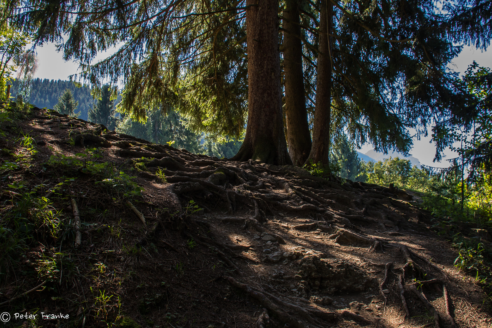 Canon EF 75-300mm F4.0-5.6 IS USM sample photo. Waldrand photography