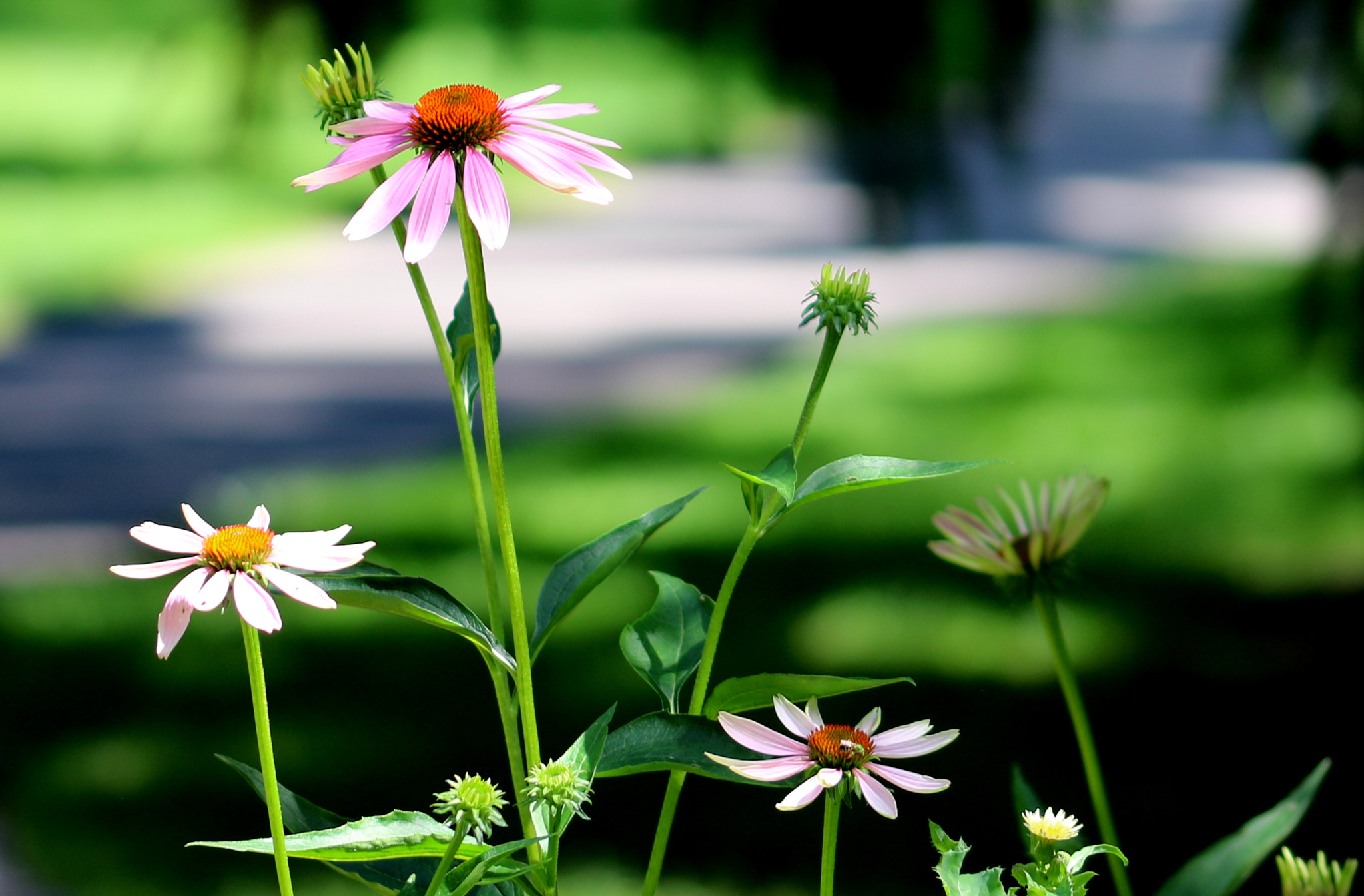 Sigma 105mm F2.8 EX DG OS HSM sample photo. Green.. photography