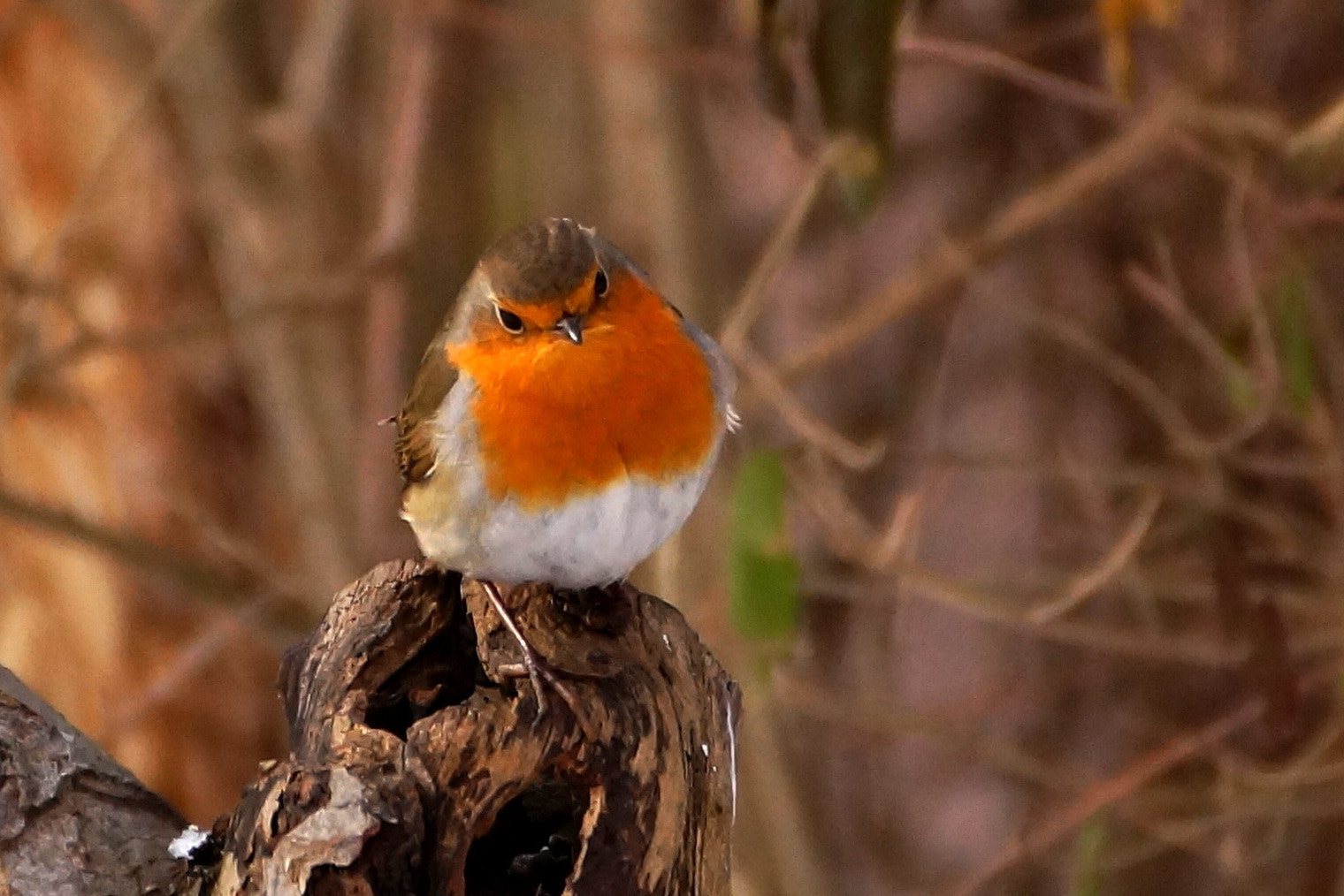 Sony DT 55-300mm F4.5-5.6 SAM sample photo. Robin photography