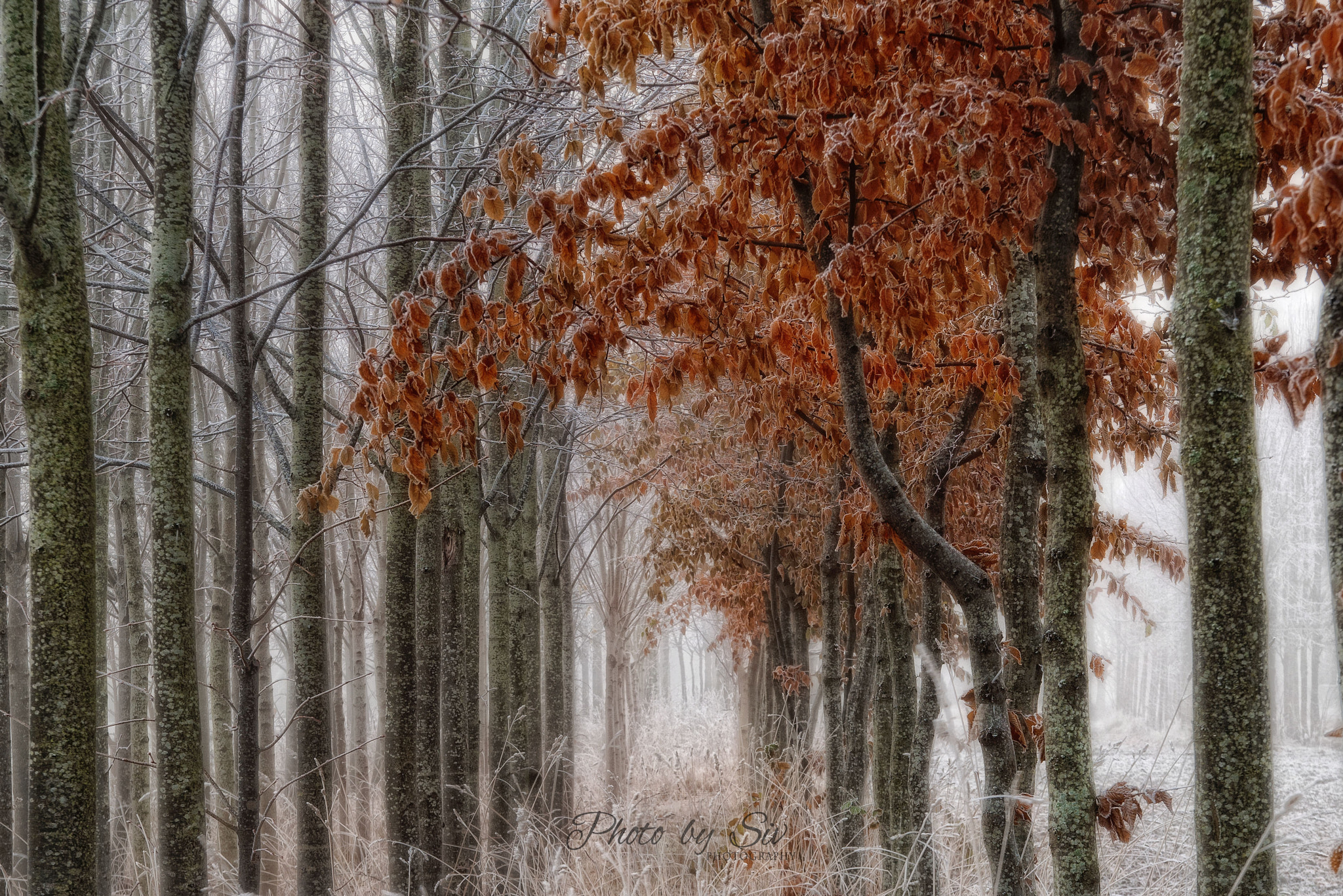 Nikon D300 + Sigma 18-50mm F2.8 EX DC Macro sample photo. ~ frosty morning ~ photography