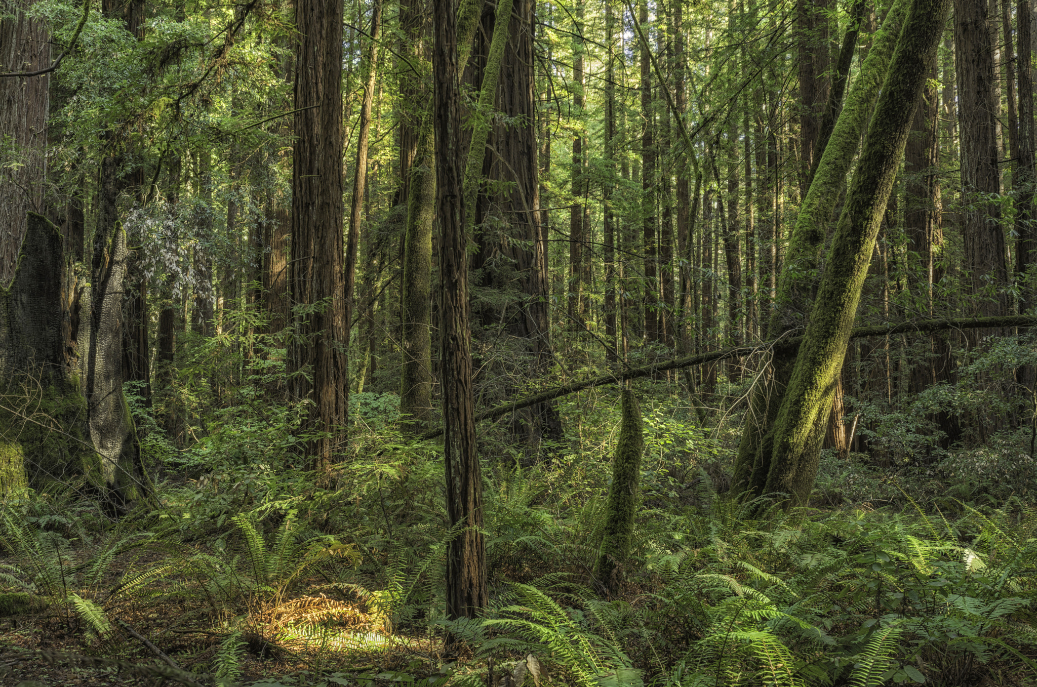 Sony a7R sample photo. In the redwood forest photography