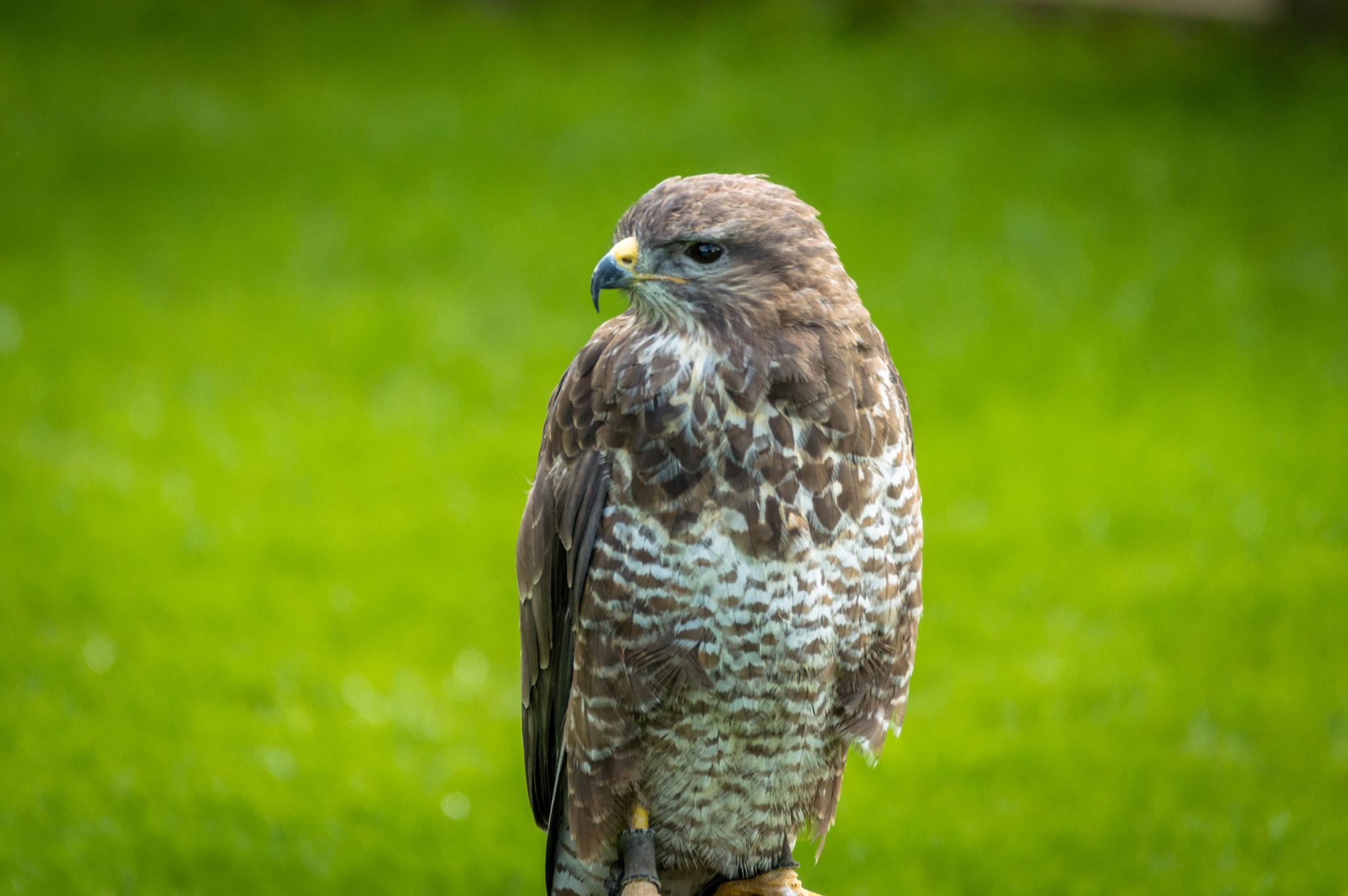 Nikon D3200 + Sigma 120-400mm F4.5-5.6 DG OS HSM sample photo. Eagle photography