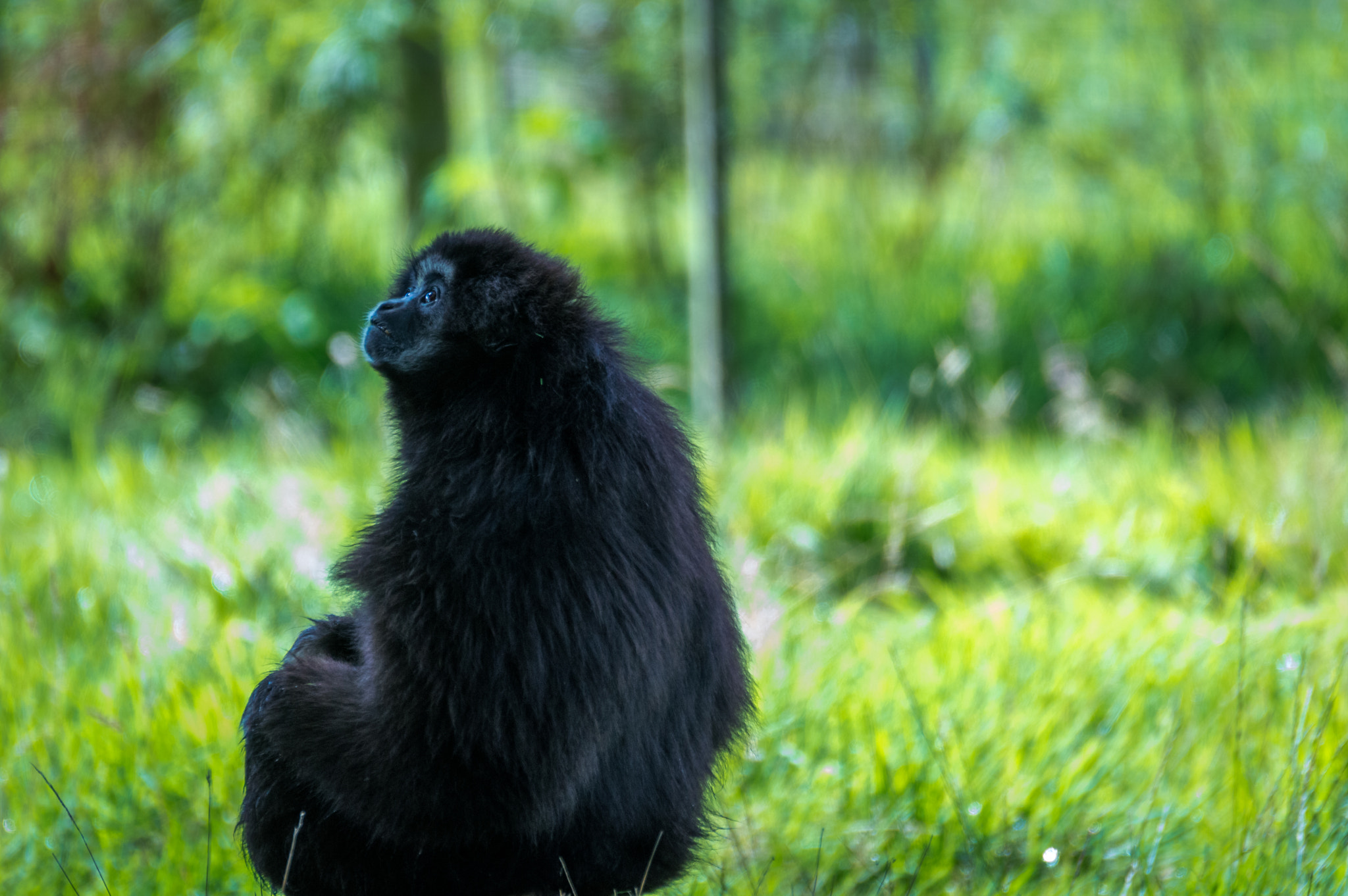 Sigma 120-400mm F4.5-5.6 DG OS HSM sample photo. Marmoset photography