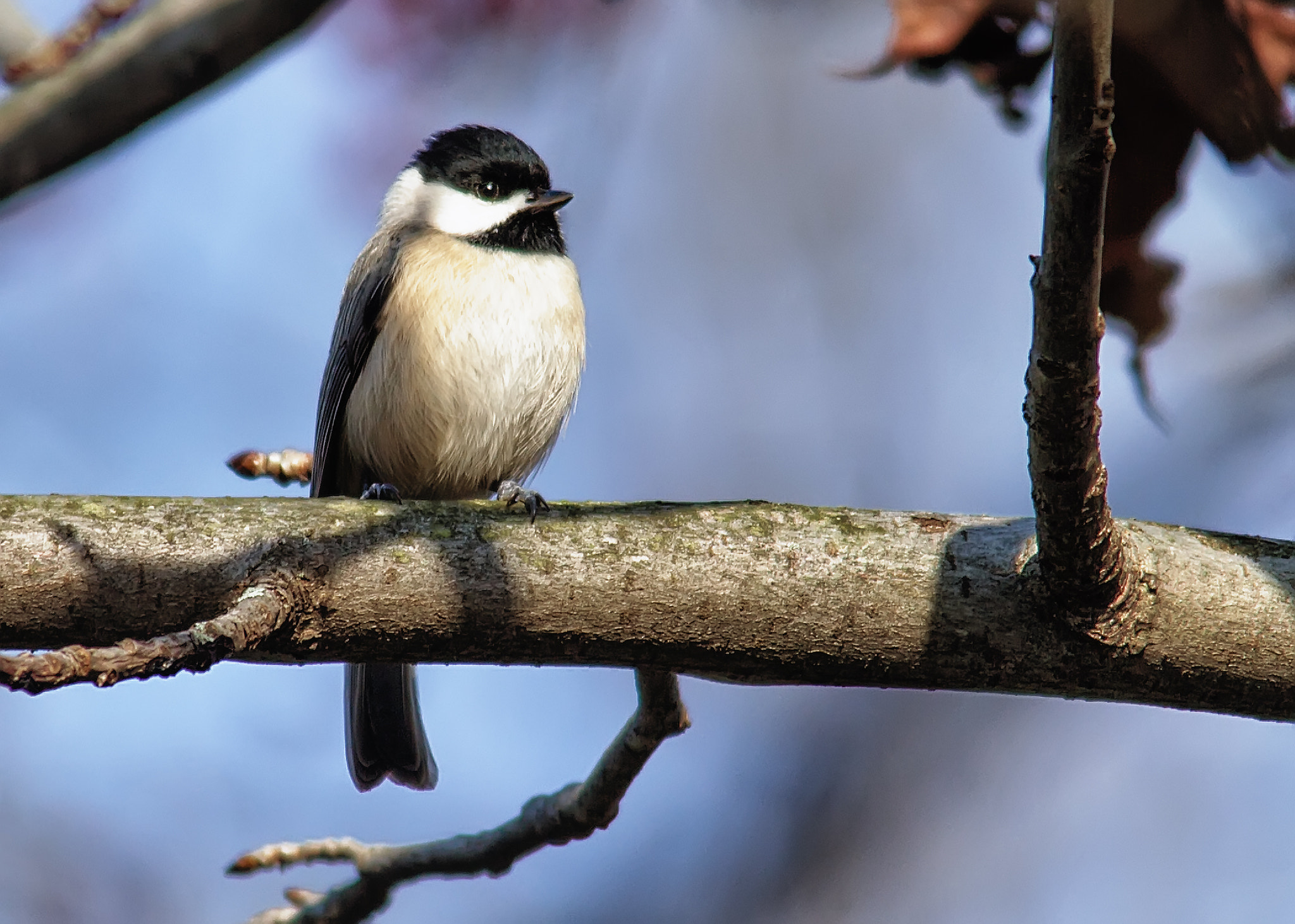 Canon EOS 60D + Sigma 150-500mm F5-6.3 DG OS HSM sample photo. Carolina chickadee photography