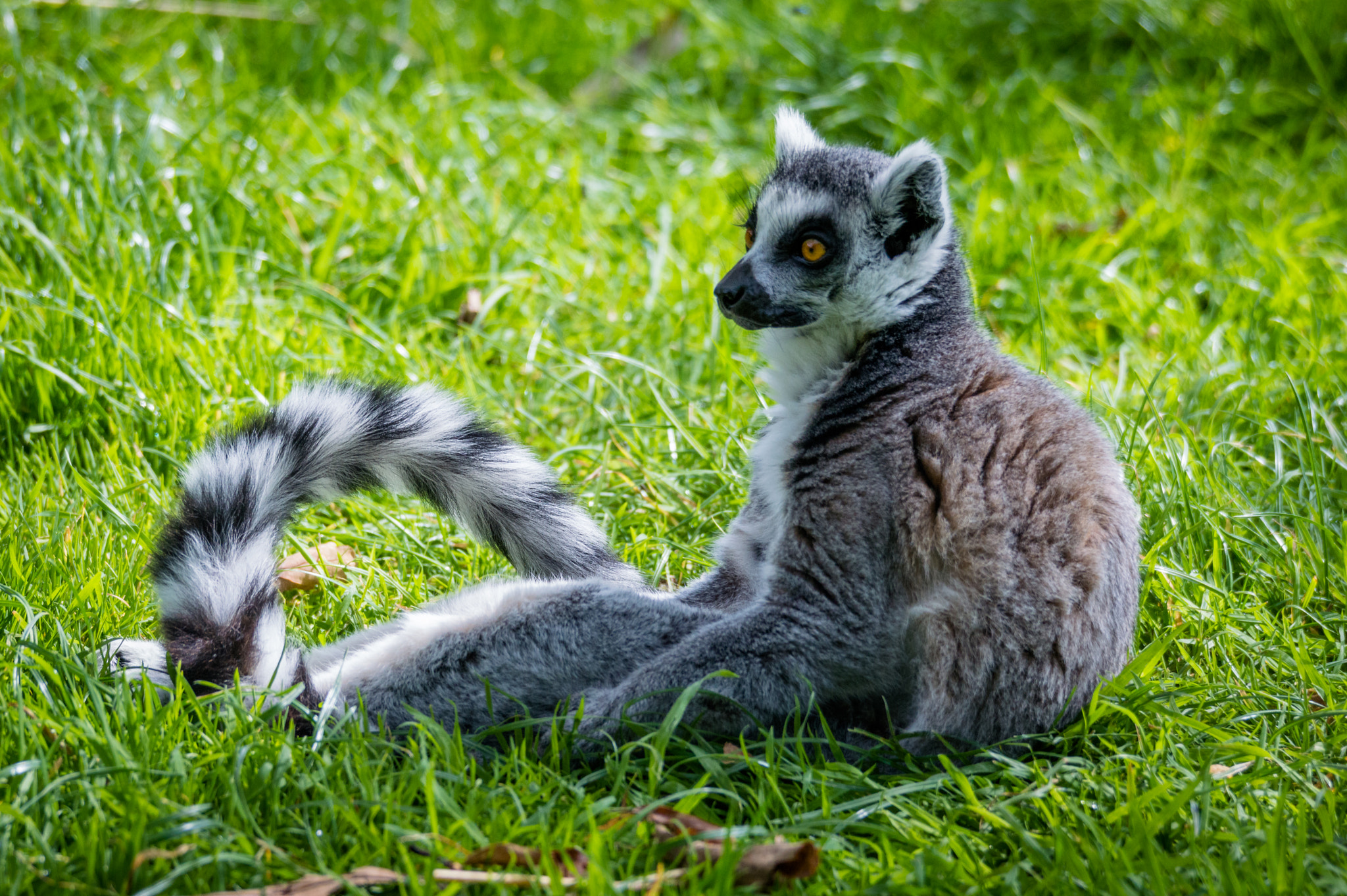 Nikon D3200 + Sigma 120-400mm F4.5-5.6 DG OS HSM sample photo. Lemur 1 photography