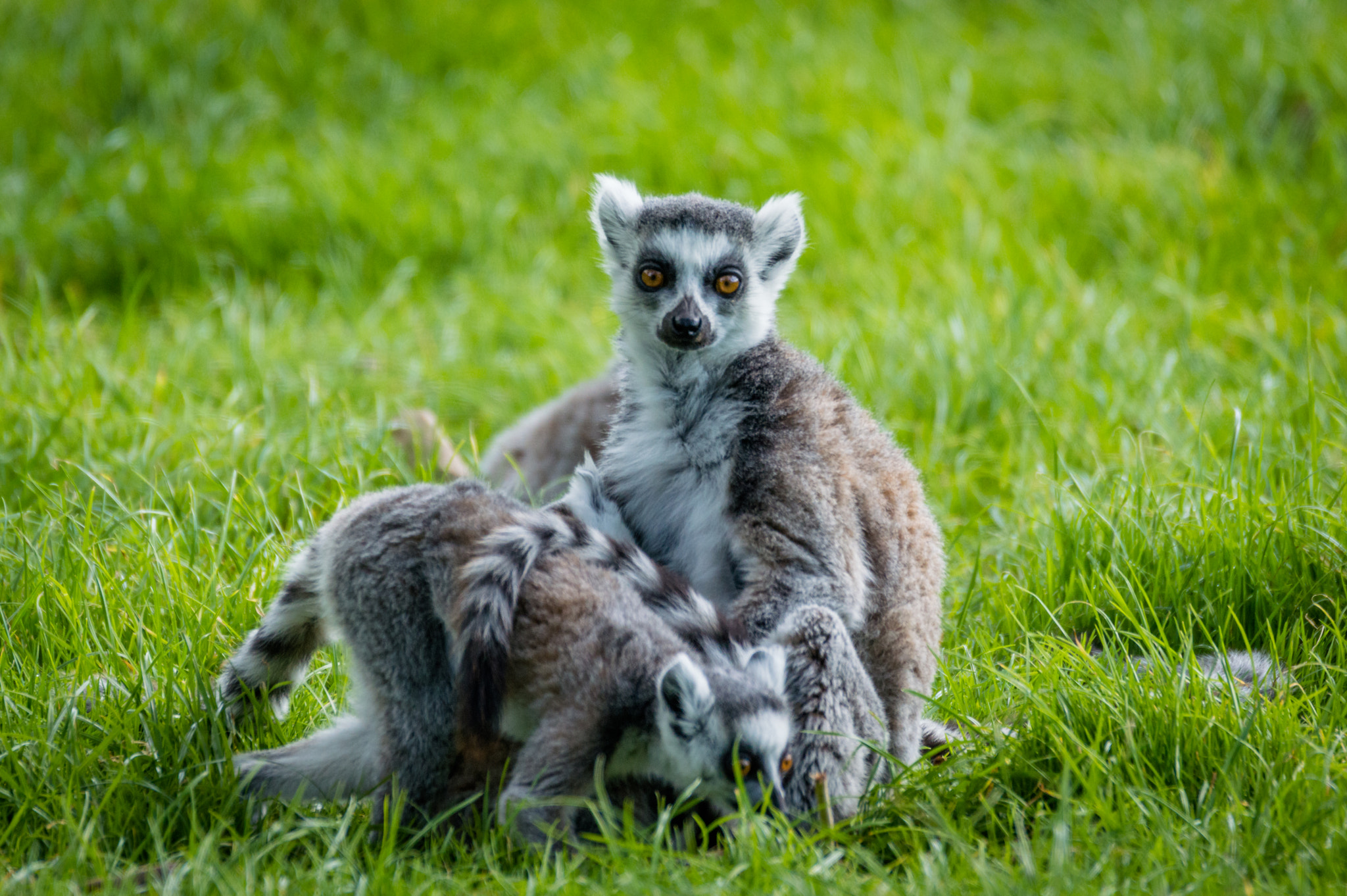 Nikon D3200 + Sigma 120-400mm F4.5-5.6 DG OS HSM sample photo. Lemur 2 photography