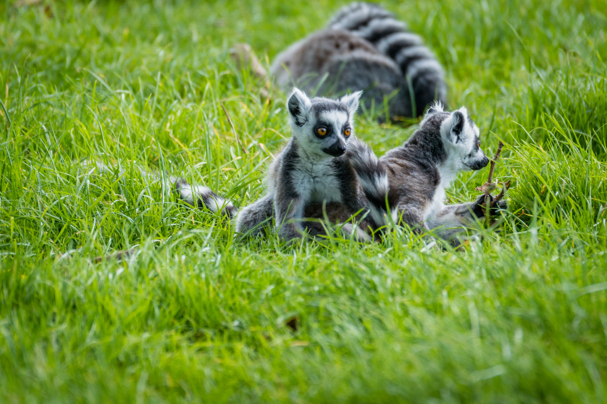 Nikon D3200 + Sigma 120-400mm F4.5-5.6 DG OS HSM sample photo. Lemur 3 photography