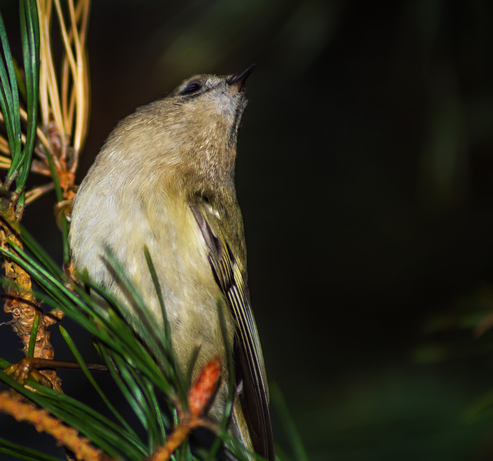 Sony 75-300mm F4.5-5.6 sample photo. Hmmm... maybe there.... photography