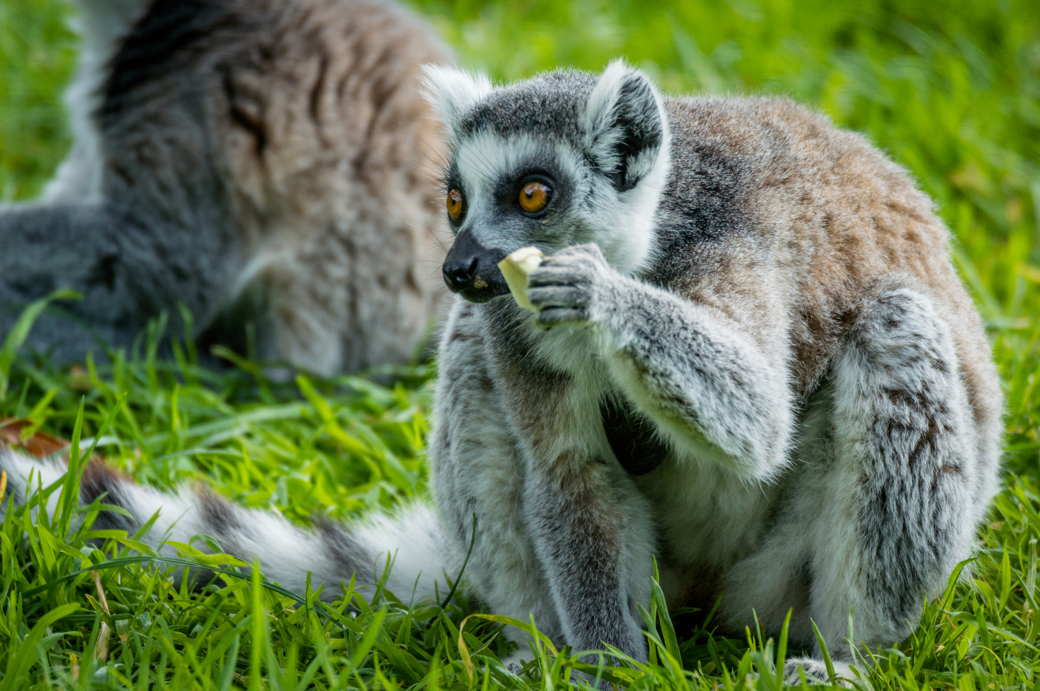 Nikon D3200 + Sigma 120-400mm F4.5-5.6 DG OS HSM sample photo. Lemur 4 photography