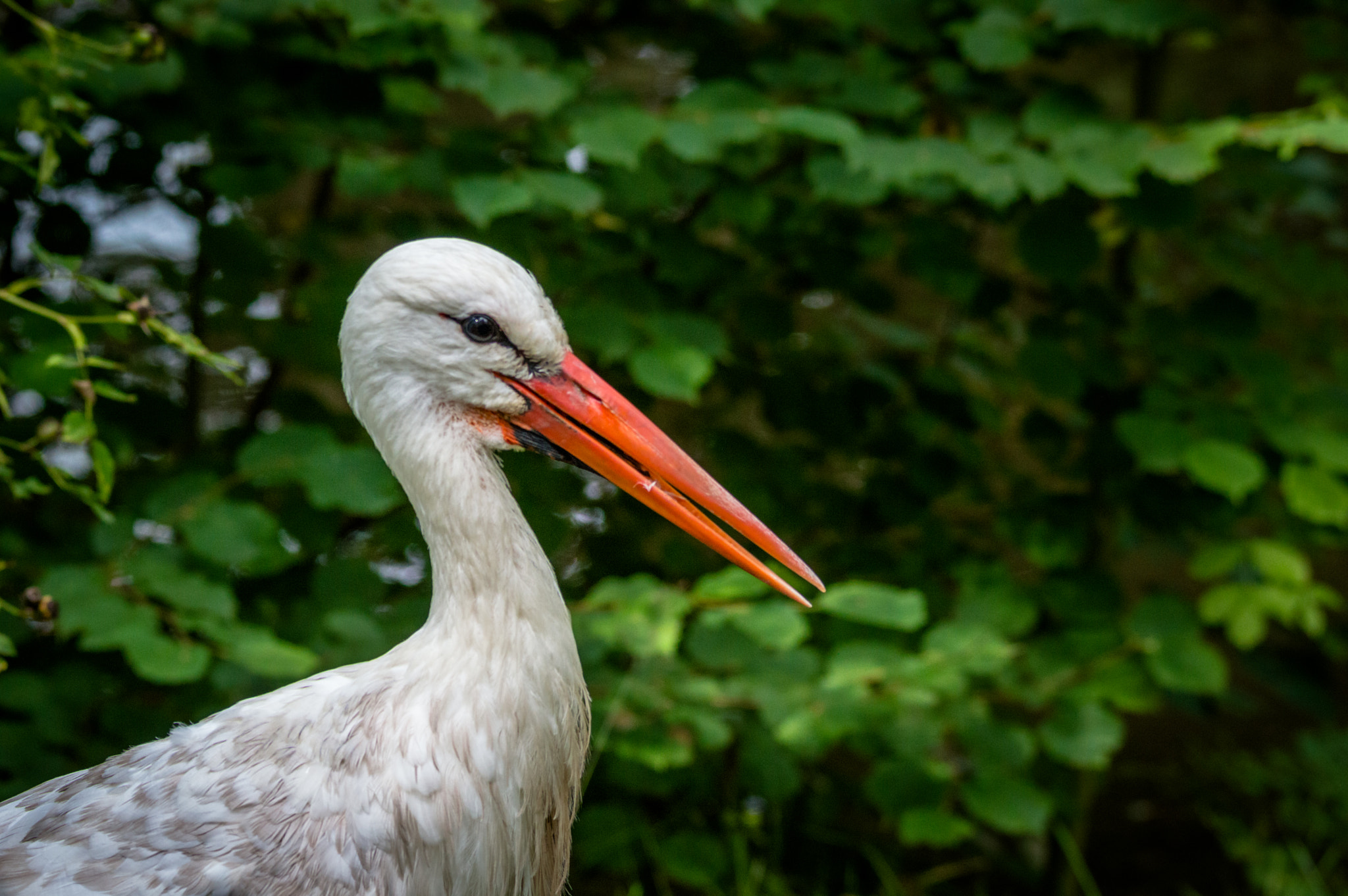 Nikon D3200 + Sigma 120-400mm F4.5-5.6 DG OS HSM sample photo. Stalk 2 photography