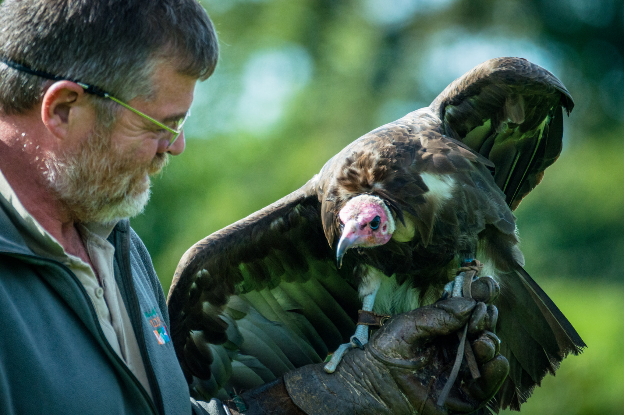 Sigma 120-400mm F4.5-5.6 DG OS HSM sample photo. Griffon vulture photography