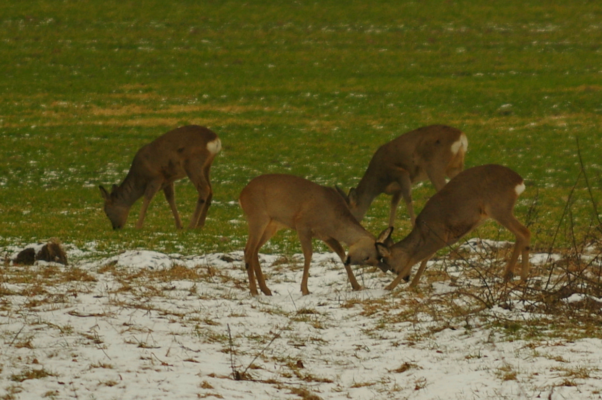 Pentax smc DA* 300mm F4.0 ED (IF) SDM sample photo. Roebucks fight photography