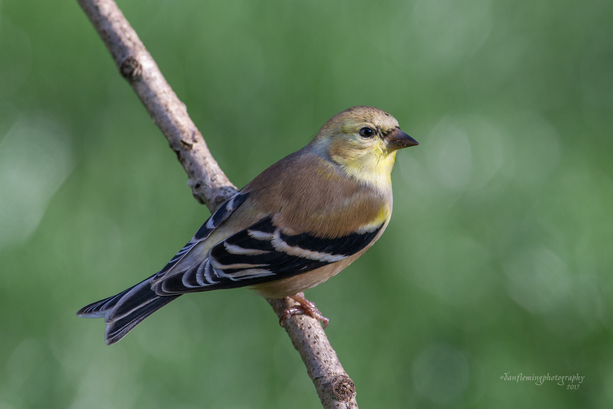 Canon EOS-1D X + Canon EF 600mm f/4L IS sample photo. American goldfinch, male, winter plumage photography