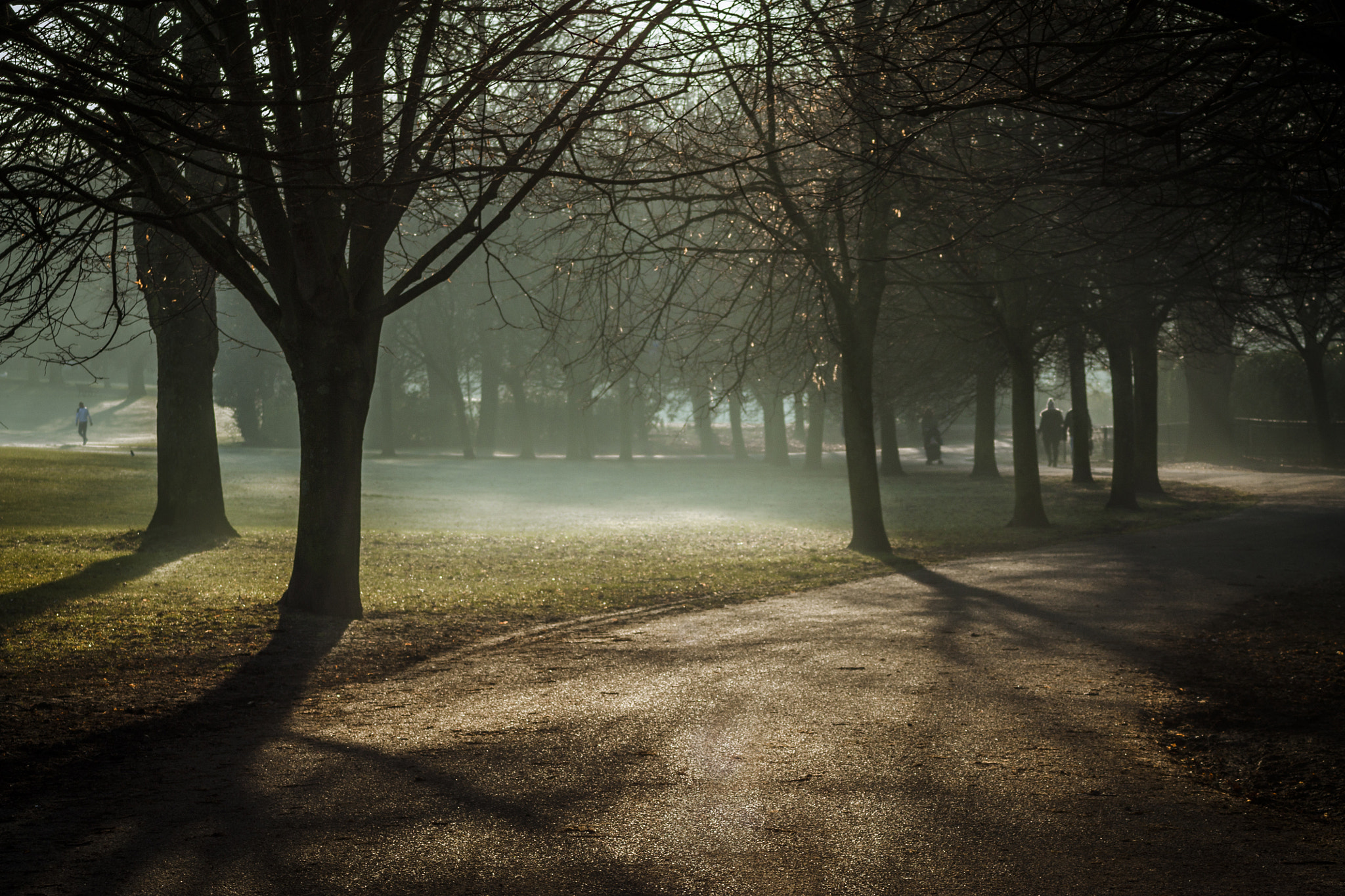 Canon EOS 450D (EOS Rebel XSi / EOS Kiss X2) sample photo. Misty morning in hove park photography