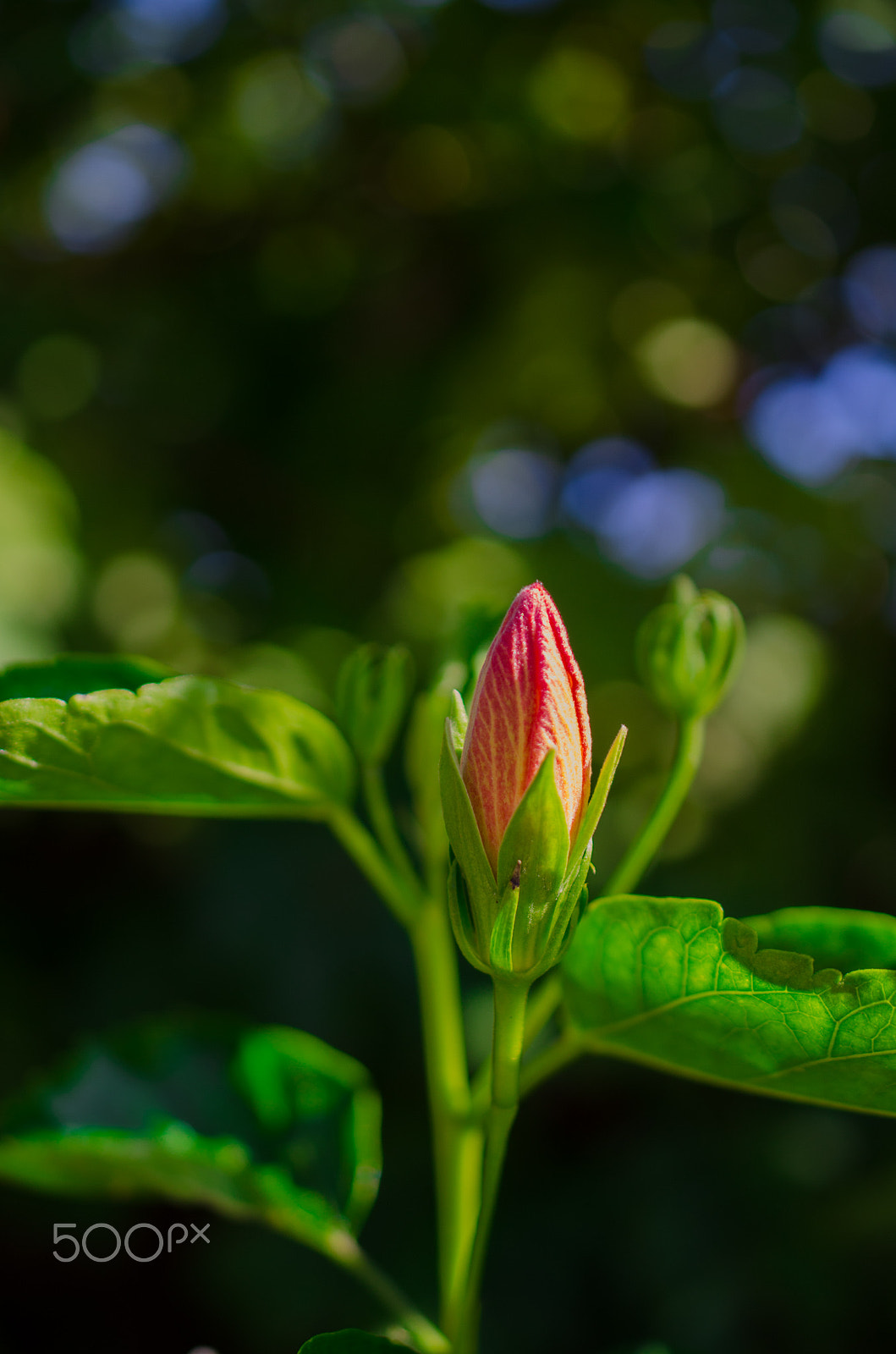 Nikon AF-S DX Micro Nikkor 40mm F2.8 sample photo. Fl photography