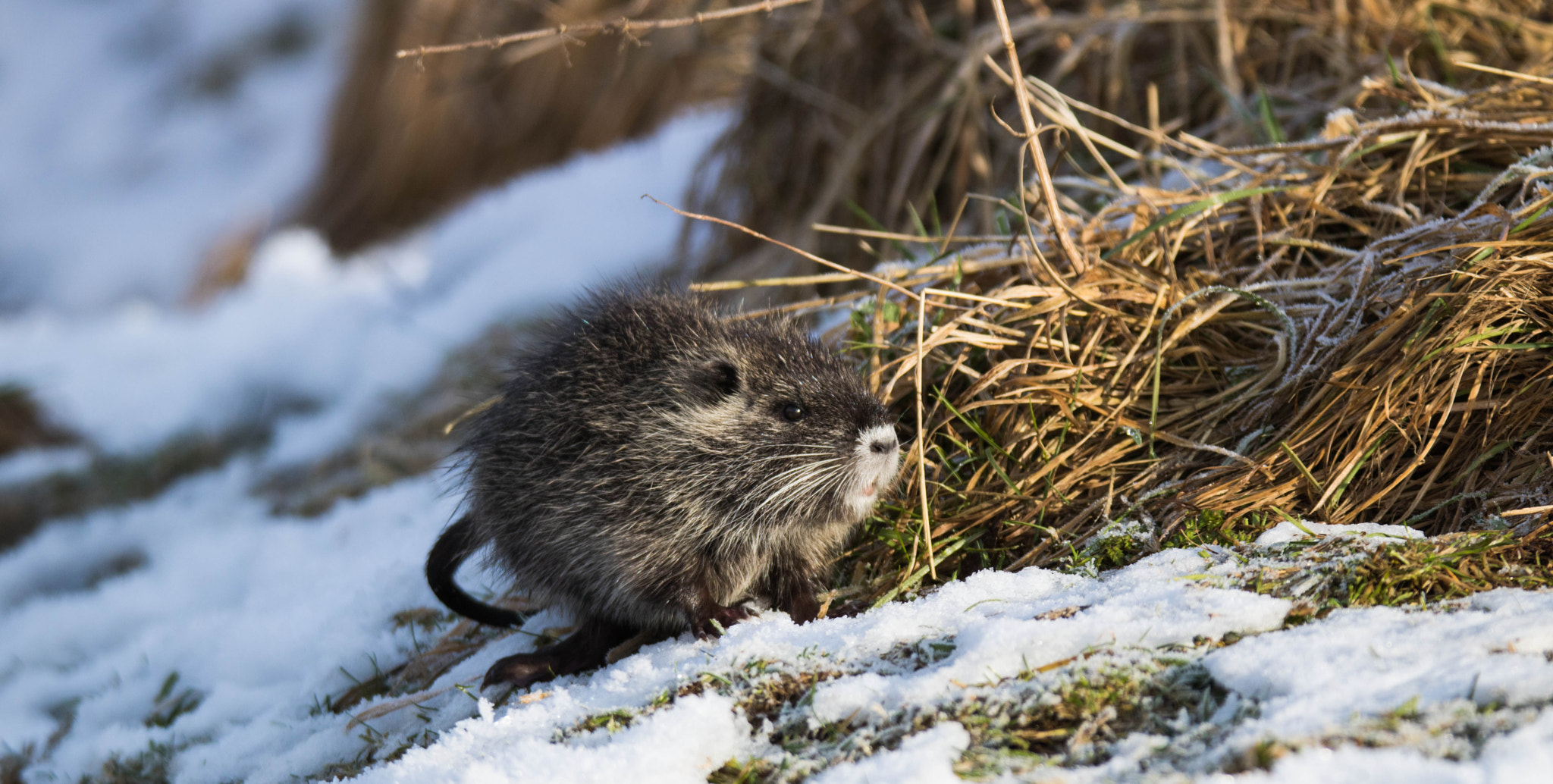Tamron SP 150-600mm F5-6.3 Di VC USD sample photo. Nutria photography