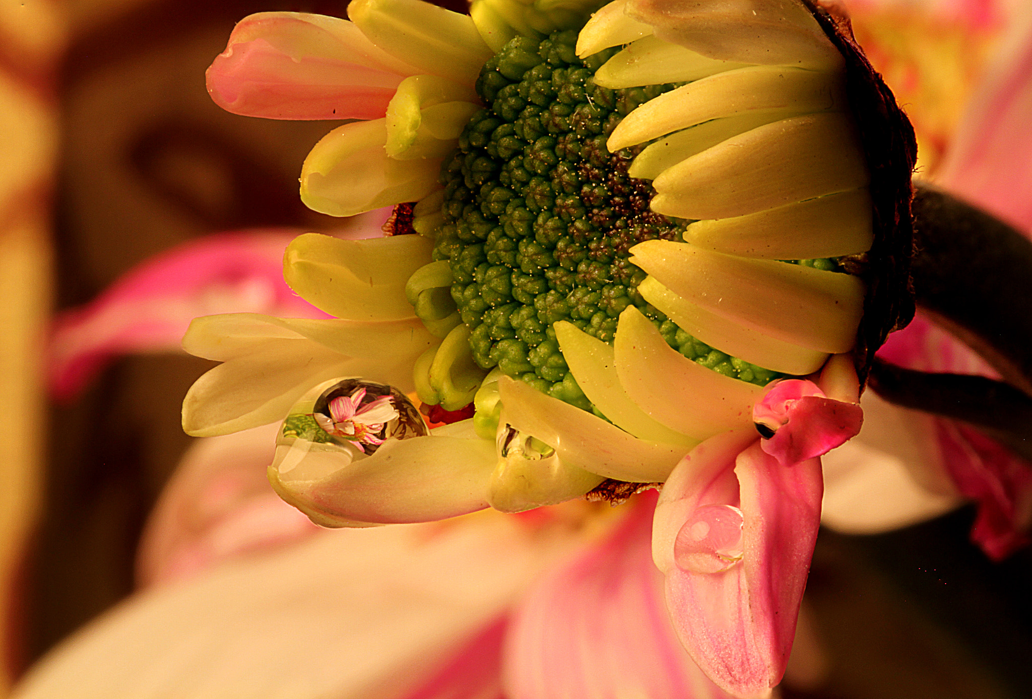 Canon EOS 7D + Sigma 105mm F2.8 EX DG OS HSM sample photo. Chrysanthemum photography