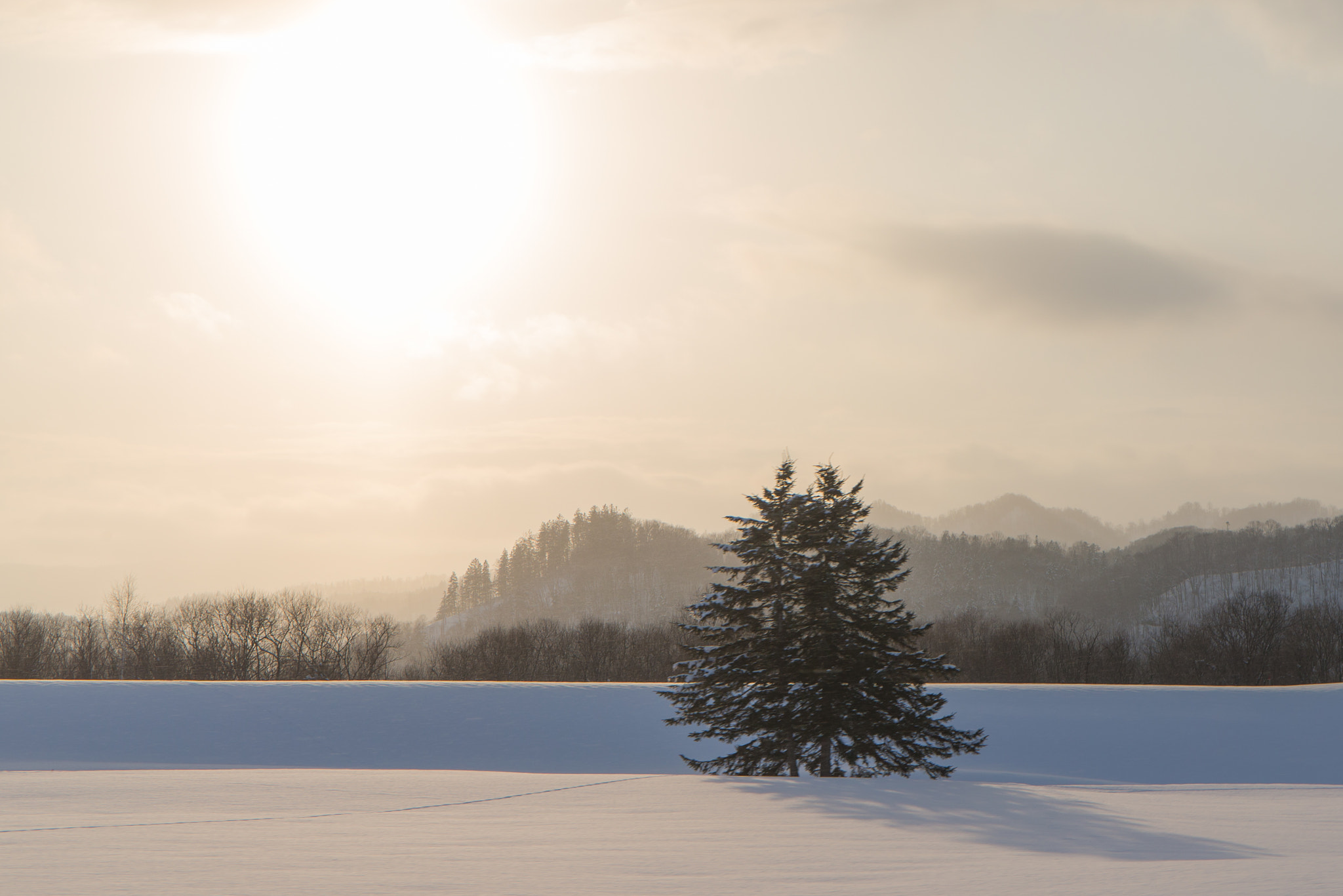 Canon EOS-1D X sample photo. A tree standing on the snowy field, taking a gold shower photography