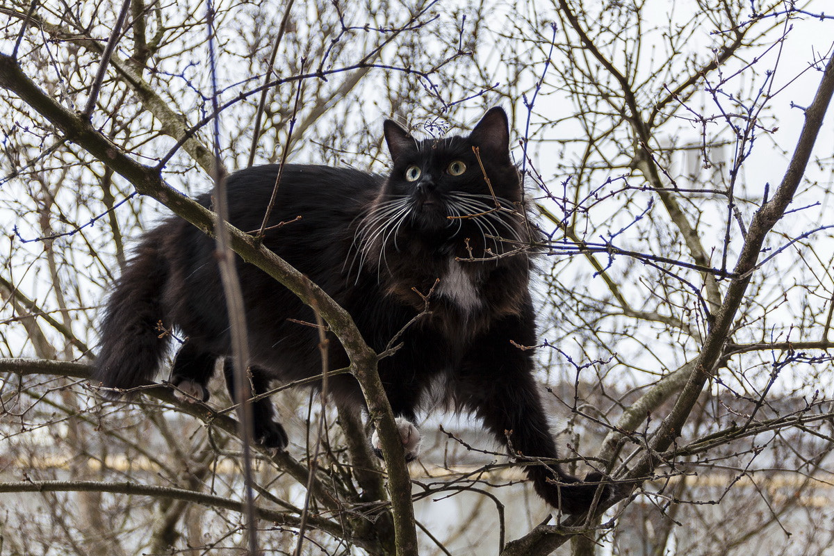 Canon EOS 50D sample photo. I see a birdie!!! photography