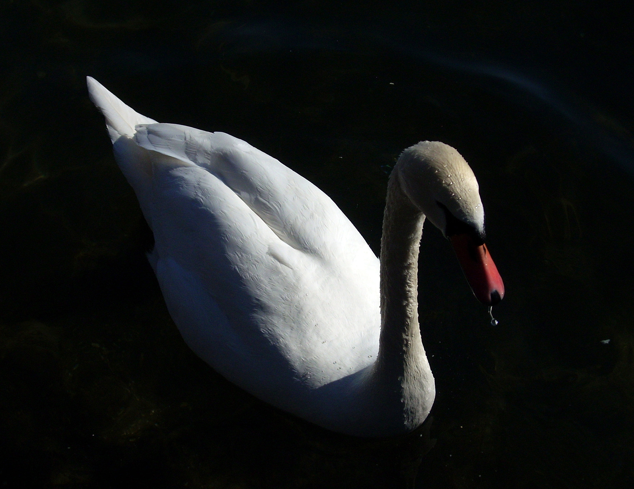 Nikon COOLPIX L10 sample photo. Magic swan photography