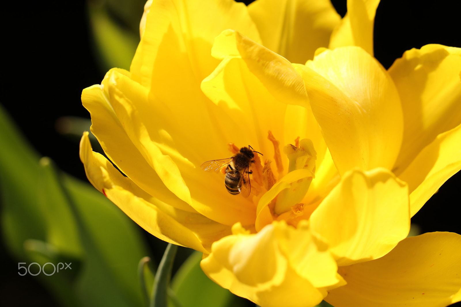 Canon EF 100mm F2.8L Macro IS USM sample photo. Buzz 8713 photography