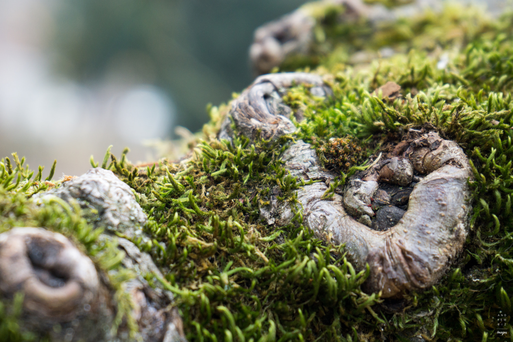 Sony a6000 + Sony FE 28-70mm F3.5-5.6 OSS sample photo. On the old tree photography