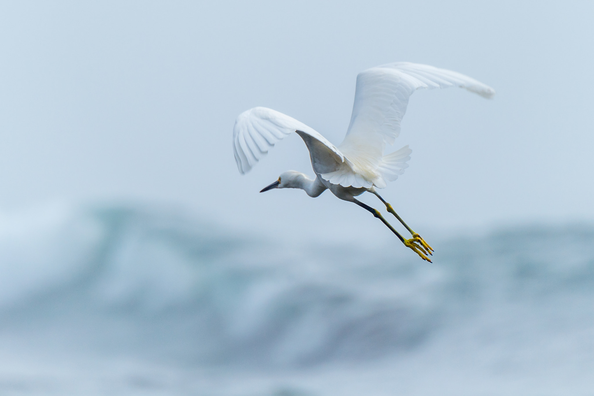 Nikon D5 sample photo. Egret in the fog photography