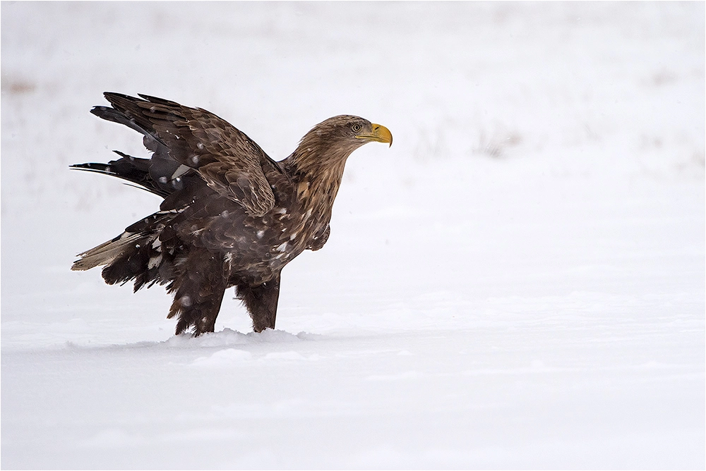 Nikon D5 + Nikon AF-S Nikkor 200-400mm F4G ED VR II sample photo. Seeadler photography