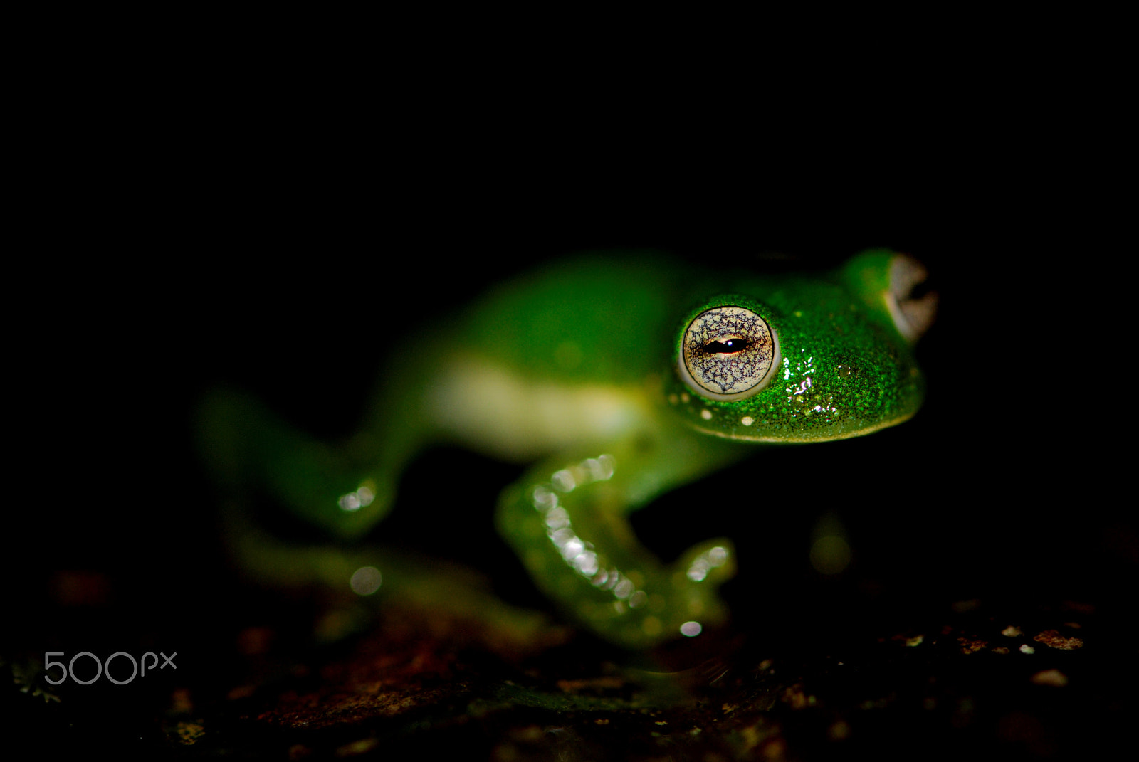 Nikon AF-S Micro-Nikkor 105mm F2.8G IF-ED VR sample photo. Glass frog, ecuador photography
