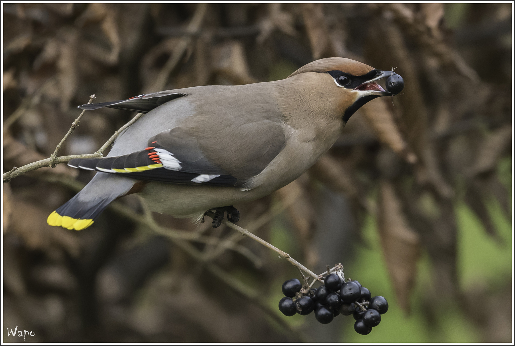 Nikon AF-S Nikkor 500mm F4E FL ED VR sample photo. Bohemian waxwing eating berry photography