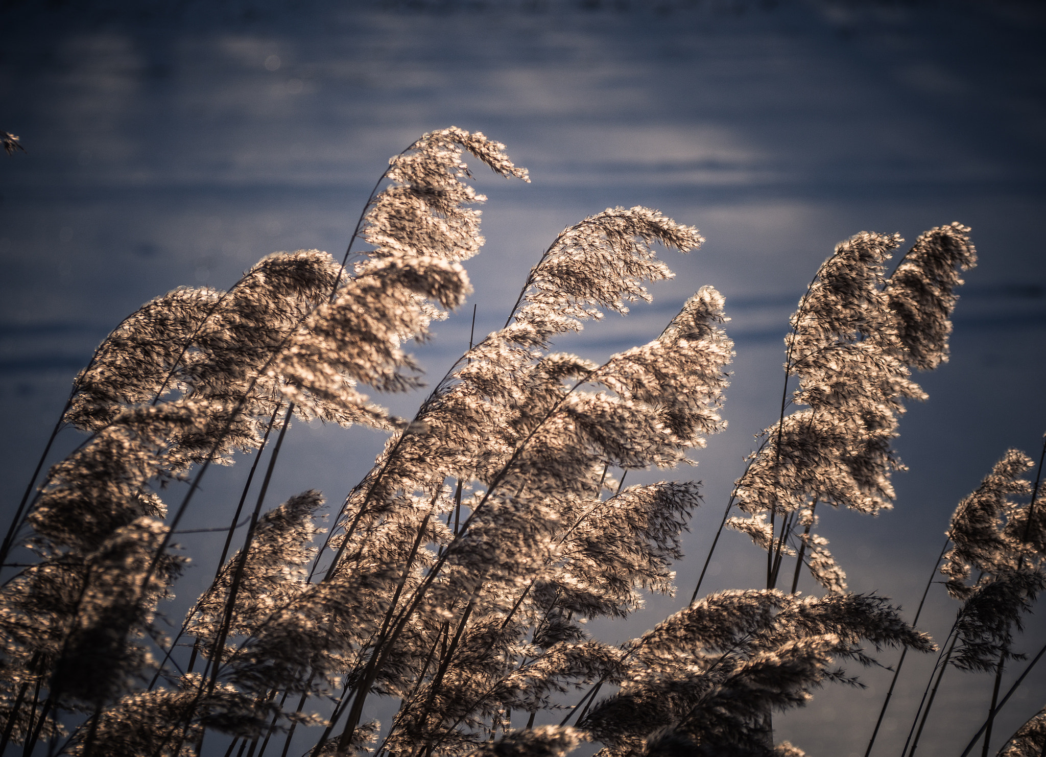 Olympus OM-D E-M10 sample photo. In the winter sun . photography
