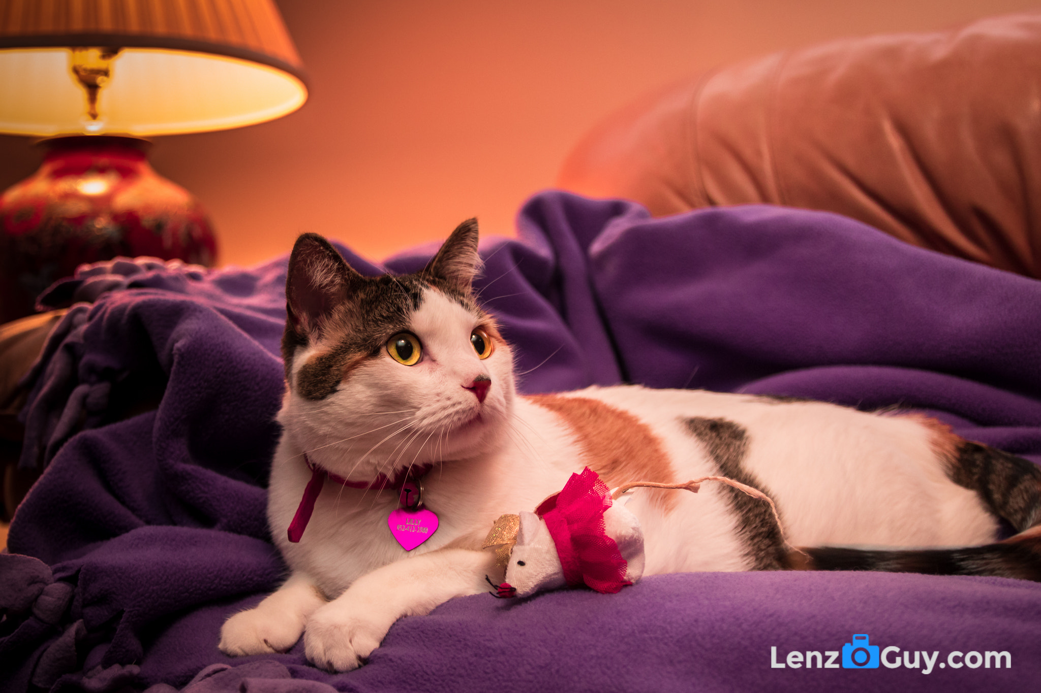 Canon EF-S 17-55mm F2.8 IS USM sample photo. Cute cat photography