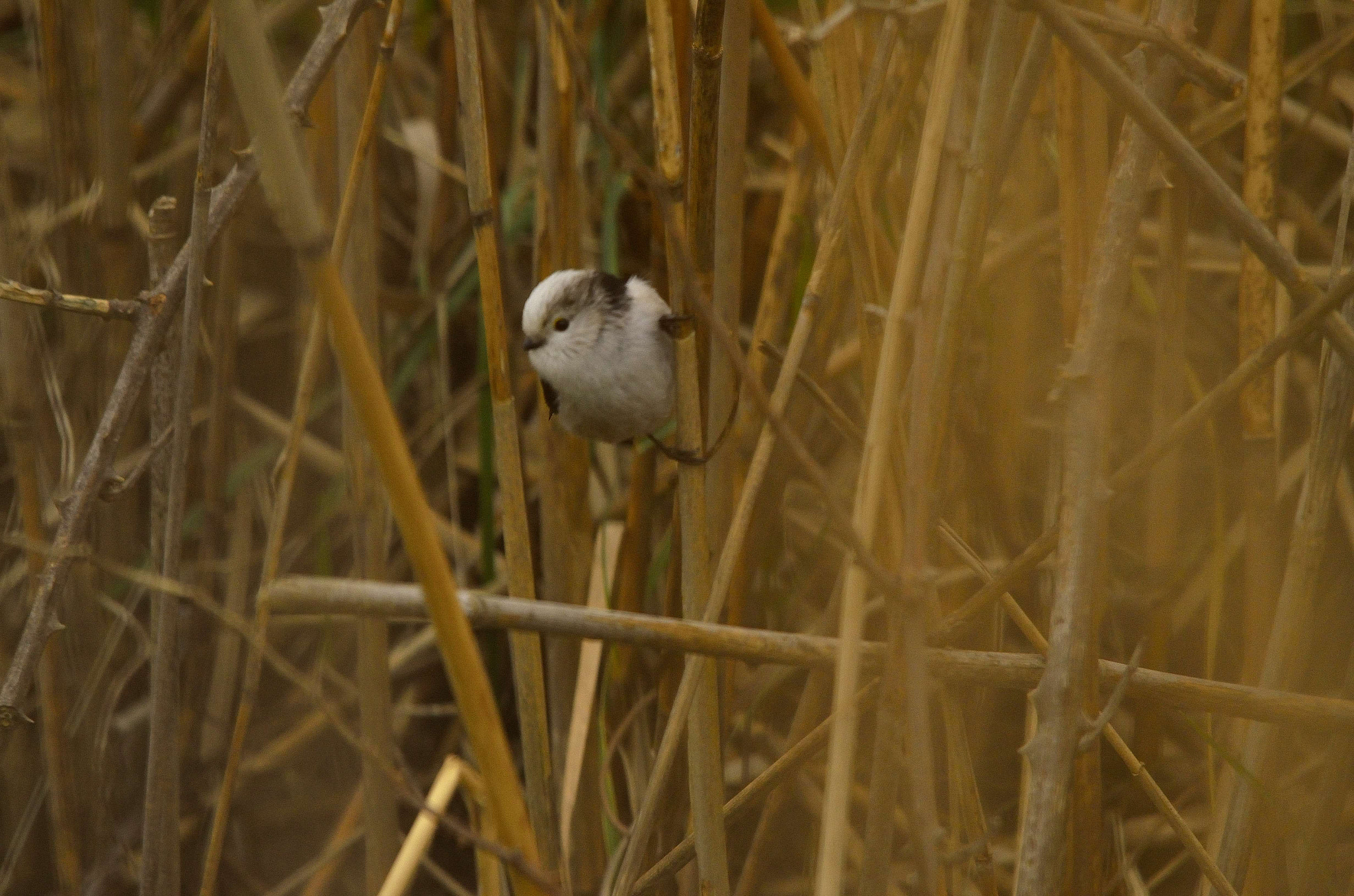 Nikon D7000 + Sigma 150-500mm F5-6.3 DG OS HSM sample photo. Aegithalos caudatus photography