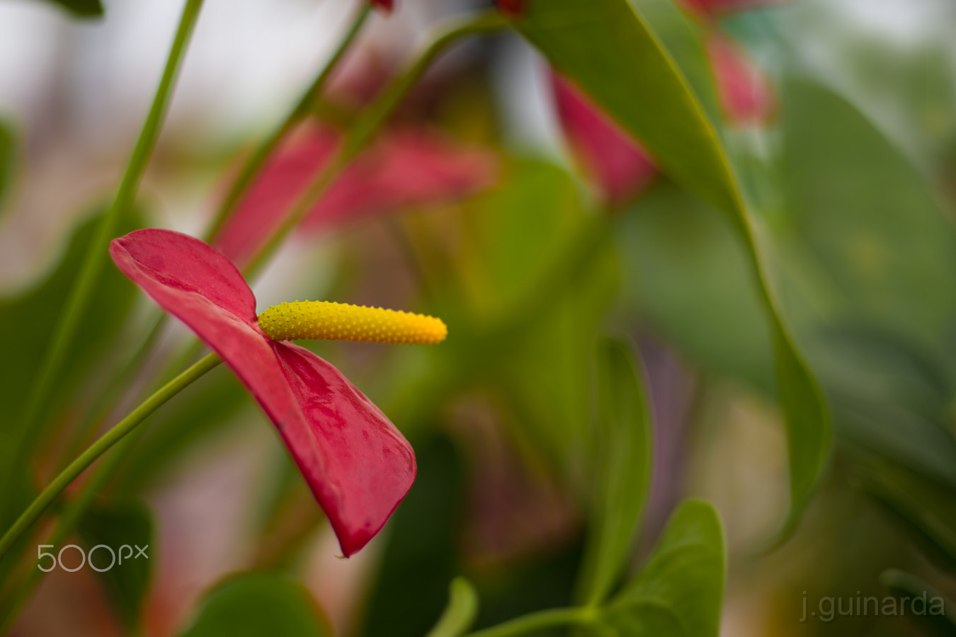 Pentax K-1 + Pentax smc FA 77mm 1.8 Limited sample photo. Flor2988 photography