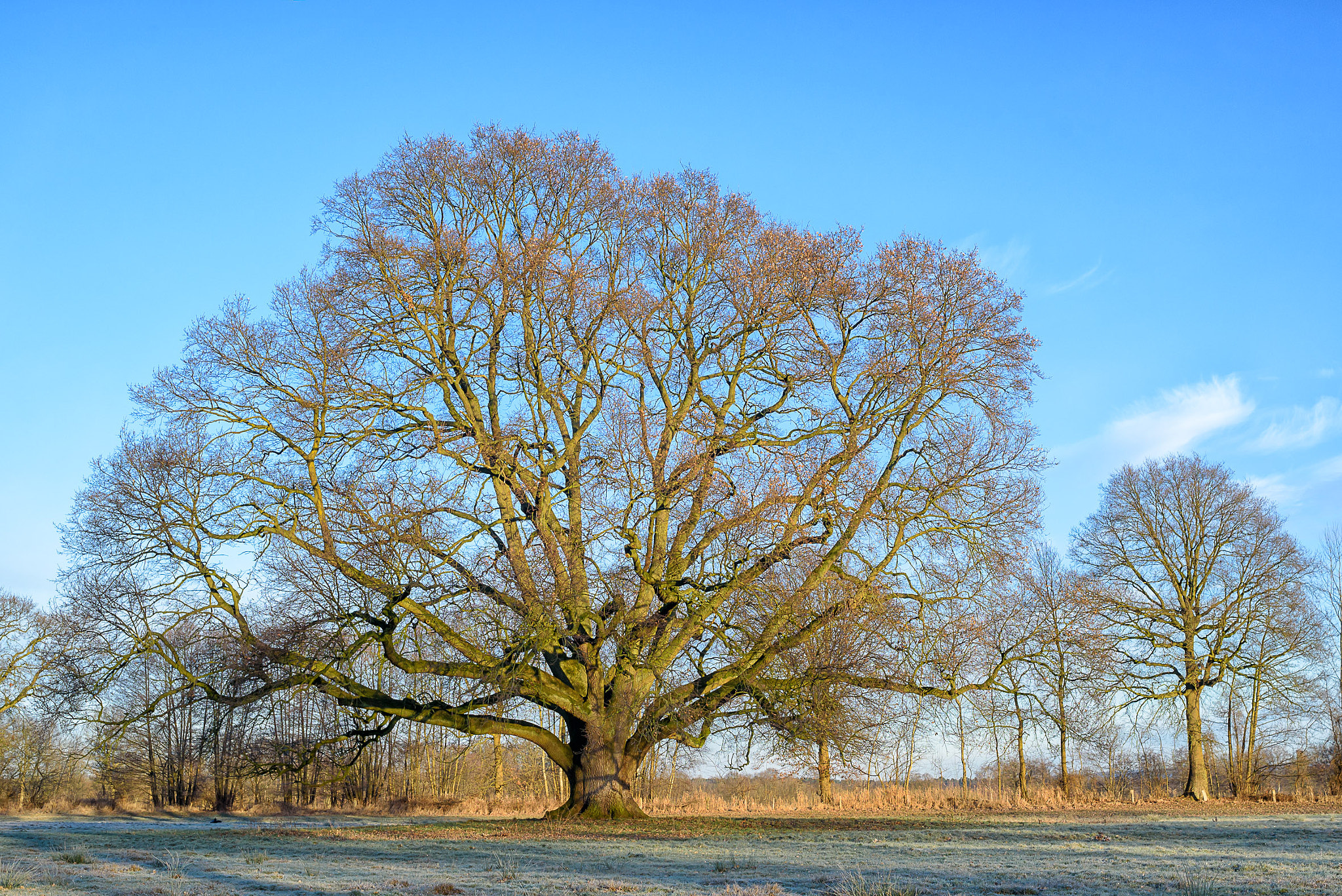 Nikon D750 + AF Nikkor 35mm f/2 sample photo. Winter oaks photography