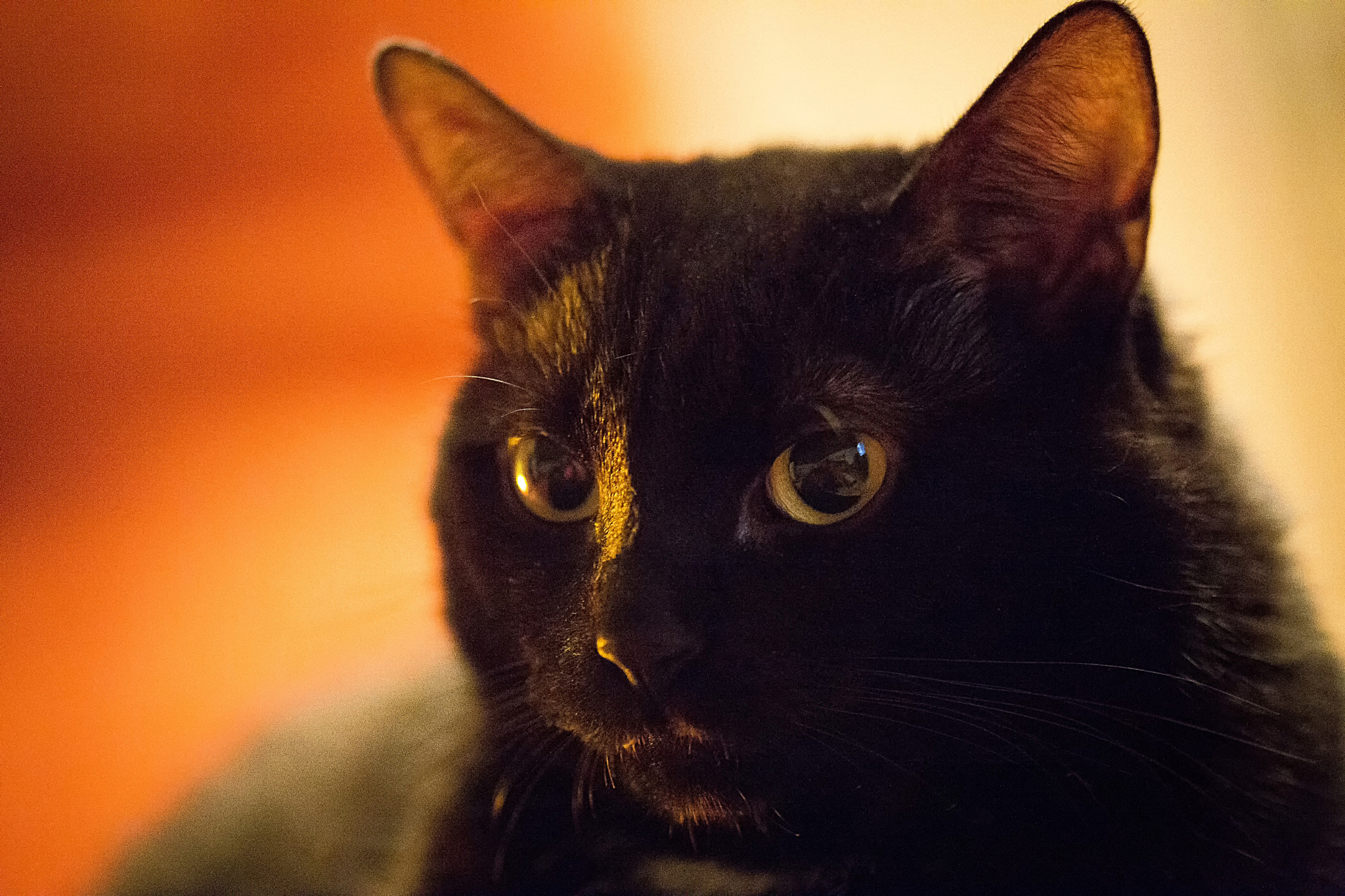 Sigma 105mm F2.8 EX DG OS HSM sample photo. Greta 2 photography