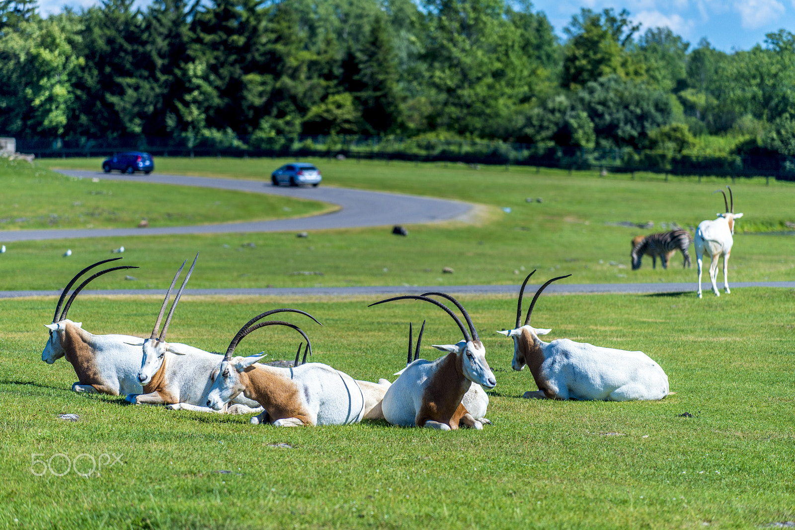 Nikon AF-S Nikkor 70-200mm F4G ED VR sample photo. Goats photography