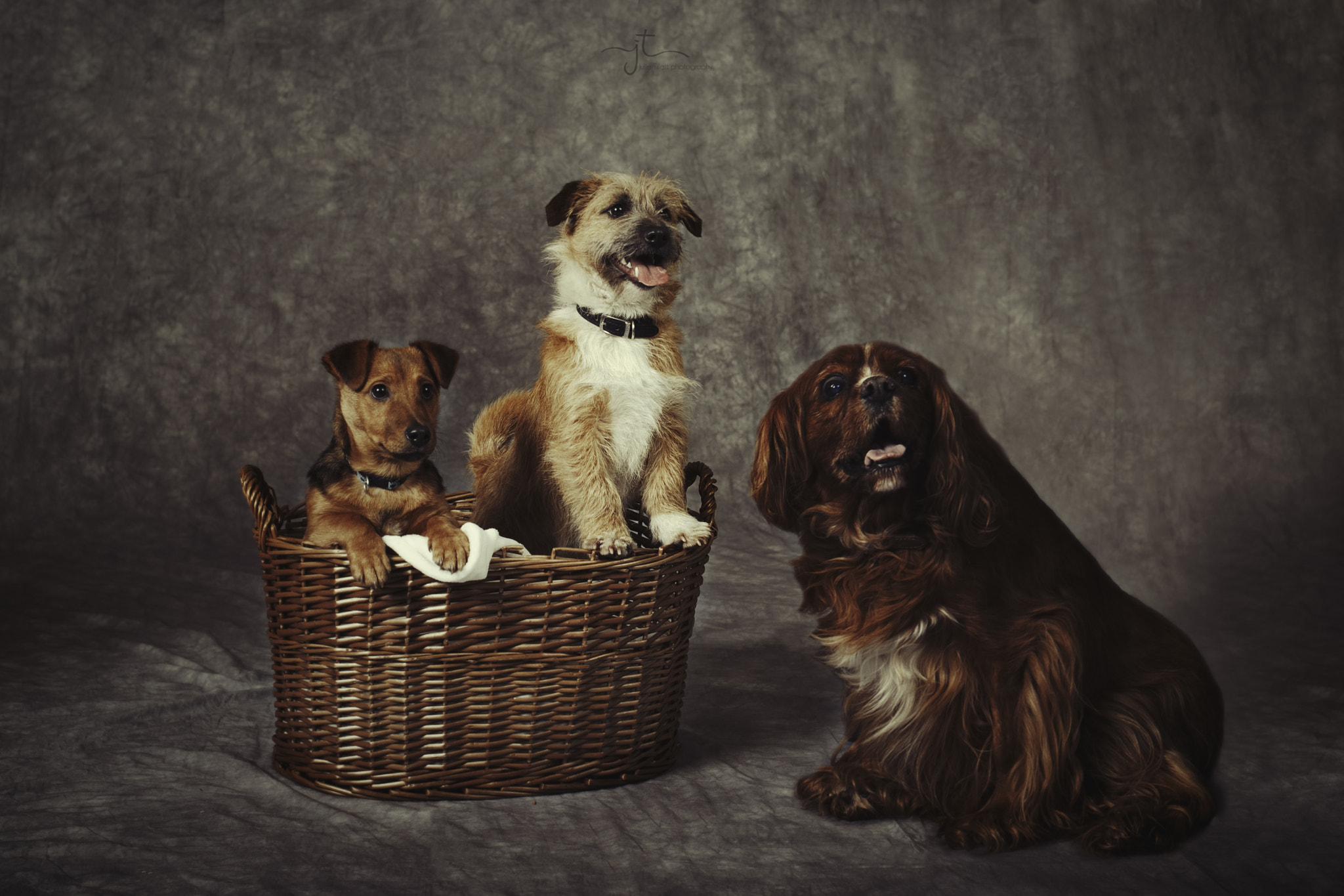 Nikon D700 sample photo. The dogs! photography