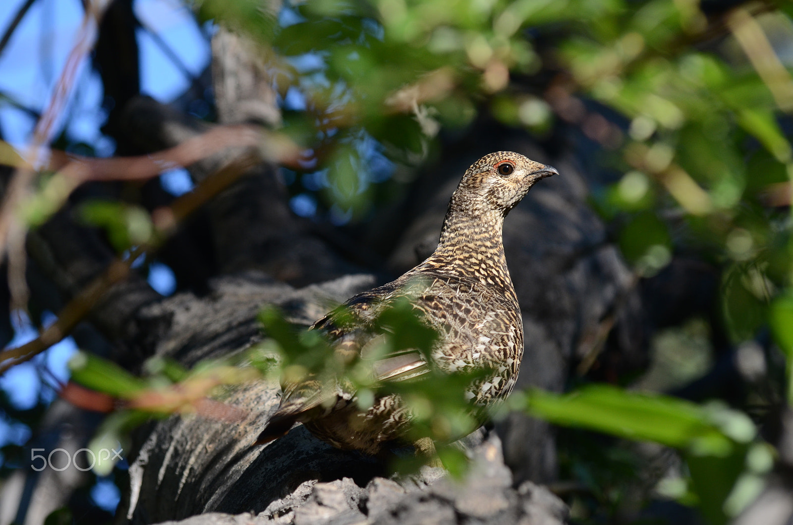 Sigma 70-300mm F4-5.6 APO DG Macro sample photo. Spruce grouse female photography
