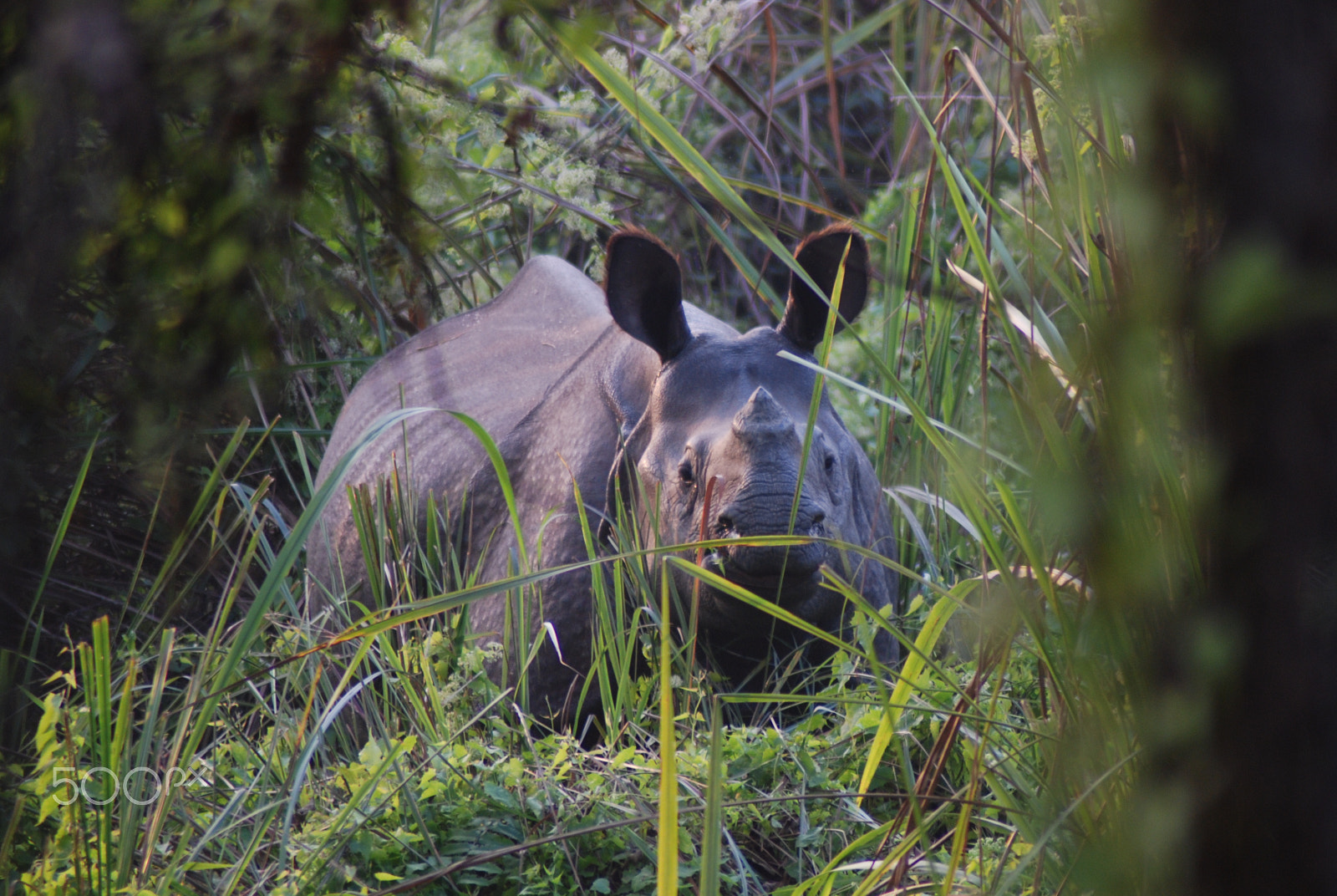 Tamron AF 70-300mm F4-5.6 Di LD Macro sample photo. Indian one-horned rhino, nepal photography