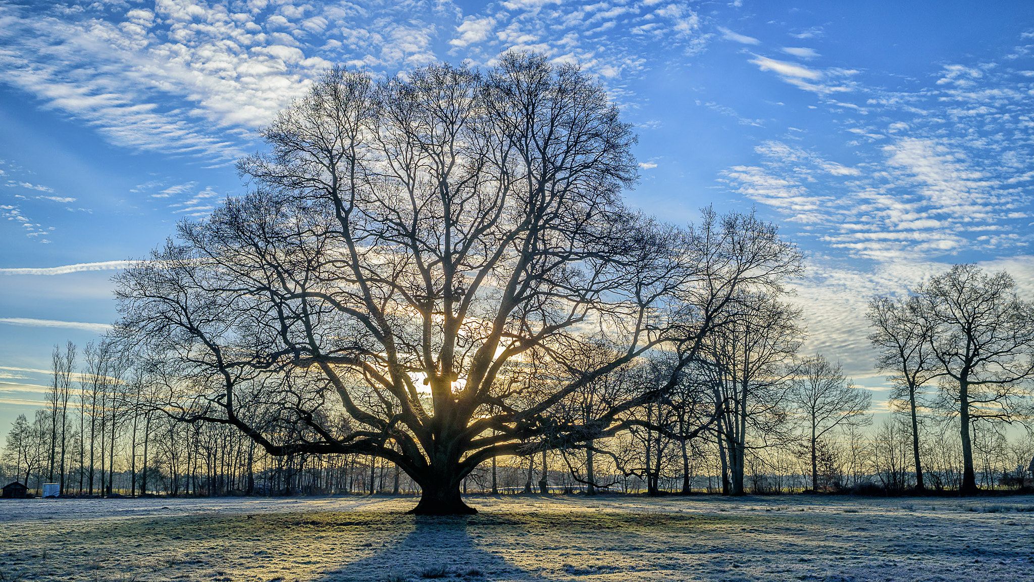 AF Nikkor 35mm f/2 sample photo. Winter oak - morning mood photography