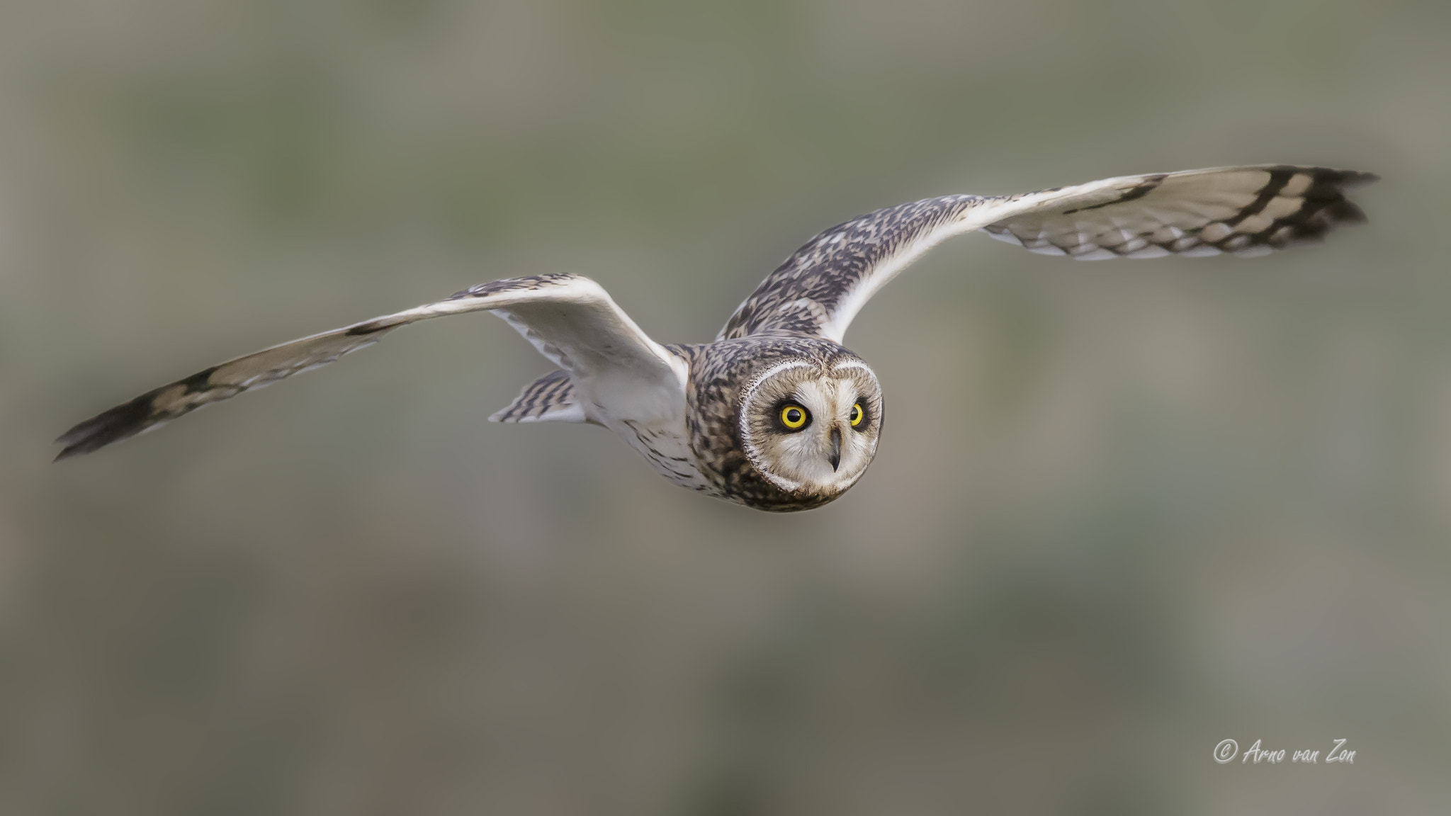 Canon EF 600mm F4L IS II USM sample photo. Shorty on the move... photography