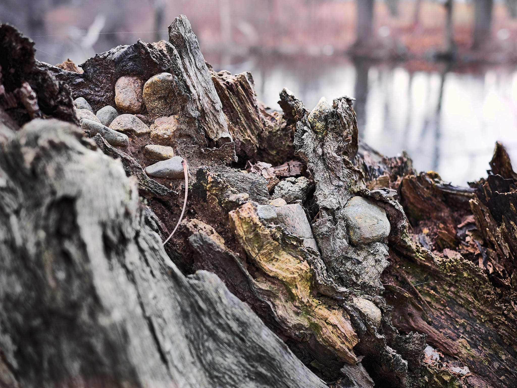 Panasonic Lumix DMC-GX85 (Lumix DMC-GX80 / Lumix DMC-GX7 Mark II) sample photo. Fallen tree photography