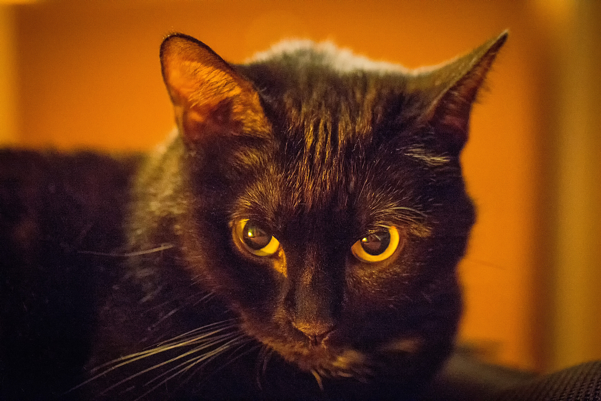 Sigma 105mm F2.8 EX DG OS HSM sample photo. Greta 3 photography