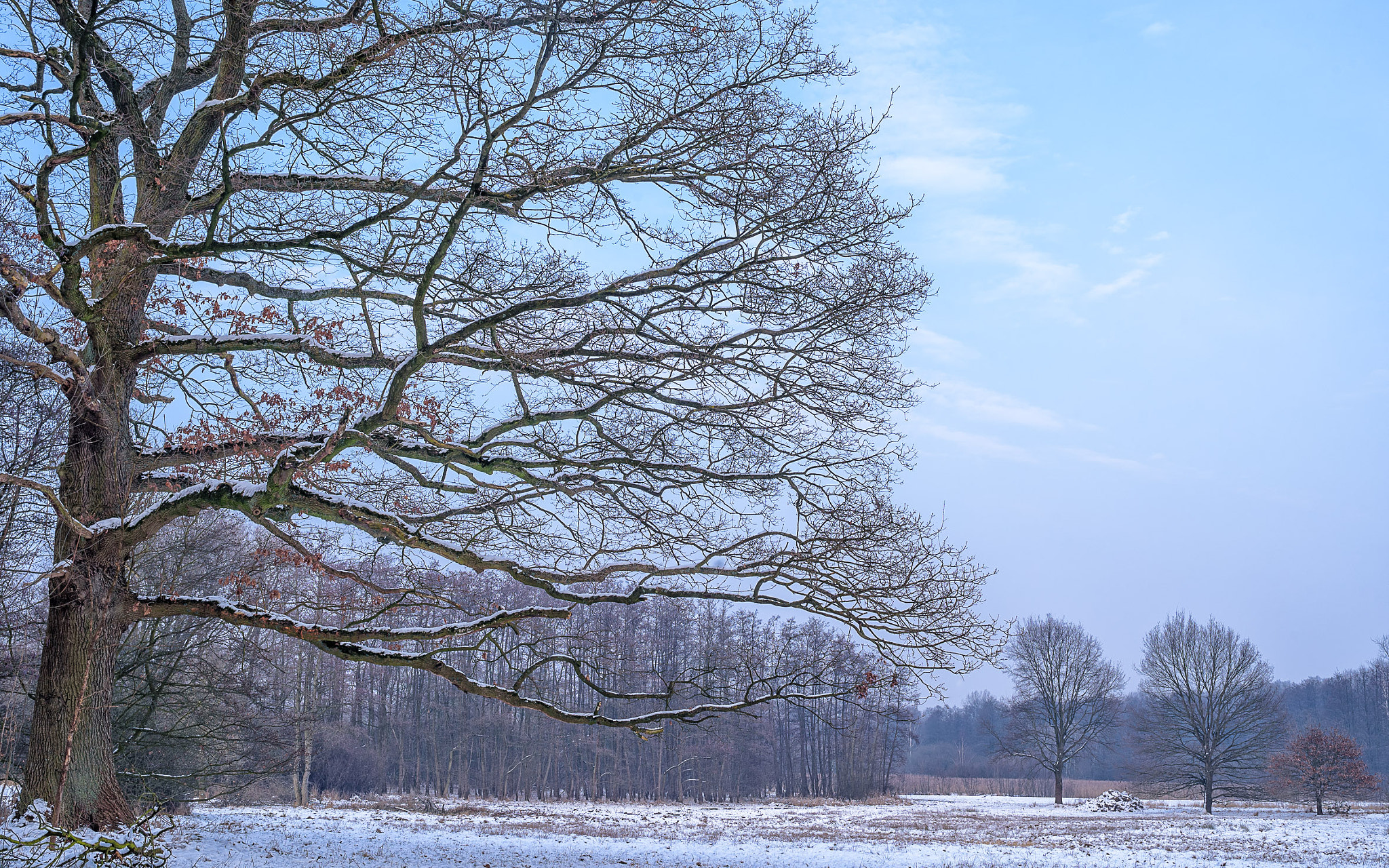 AF Nikkor 35mm f/2 sample photo. Winter oak - morning mood#2 photography