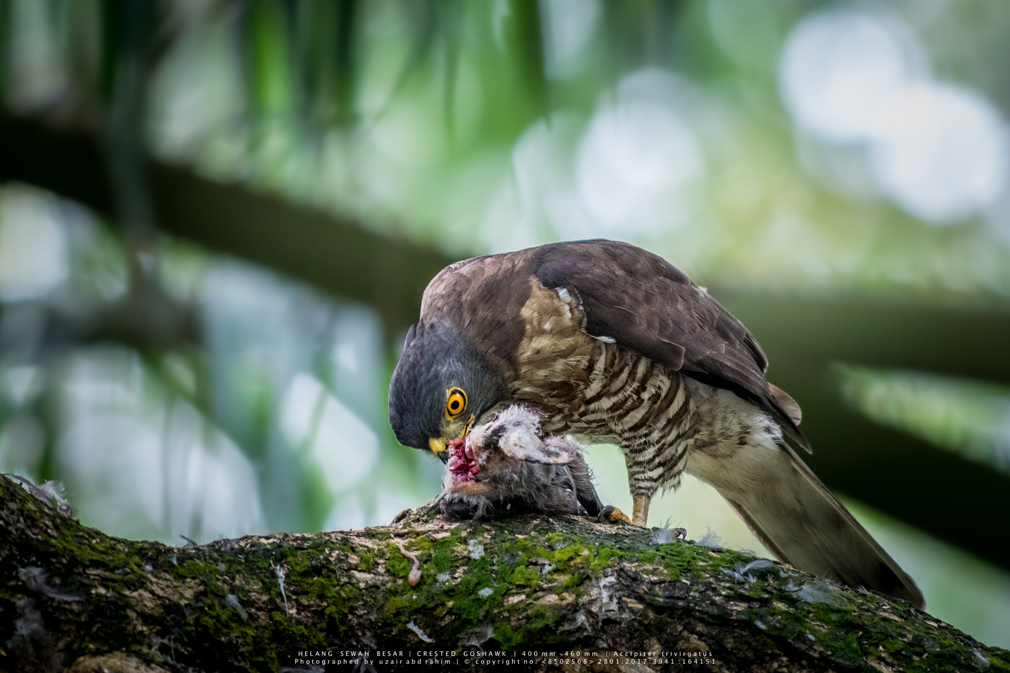 Nikon D810 + Nikon AF-S Nikkor 300mm F2.8G ED VR II sample photo. Crested goshawk photography