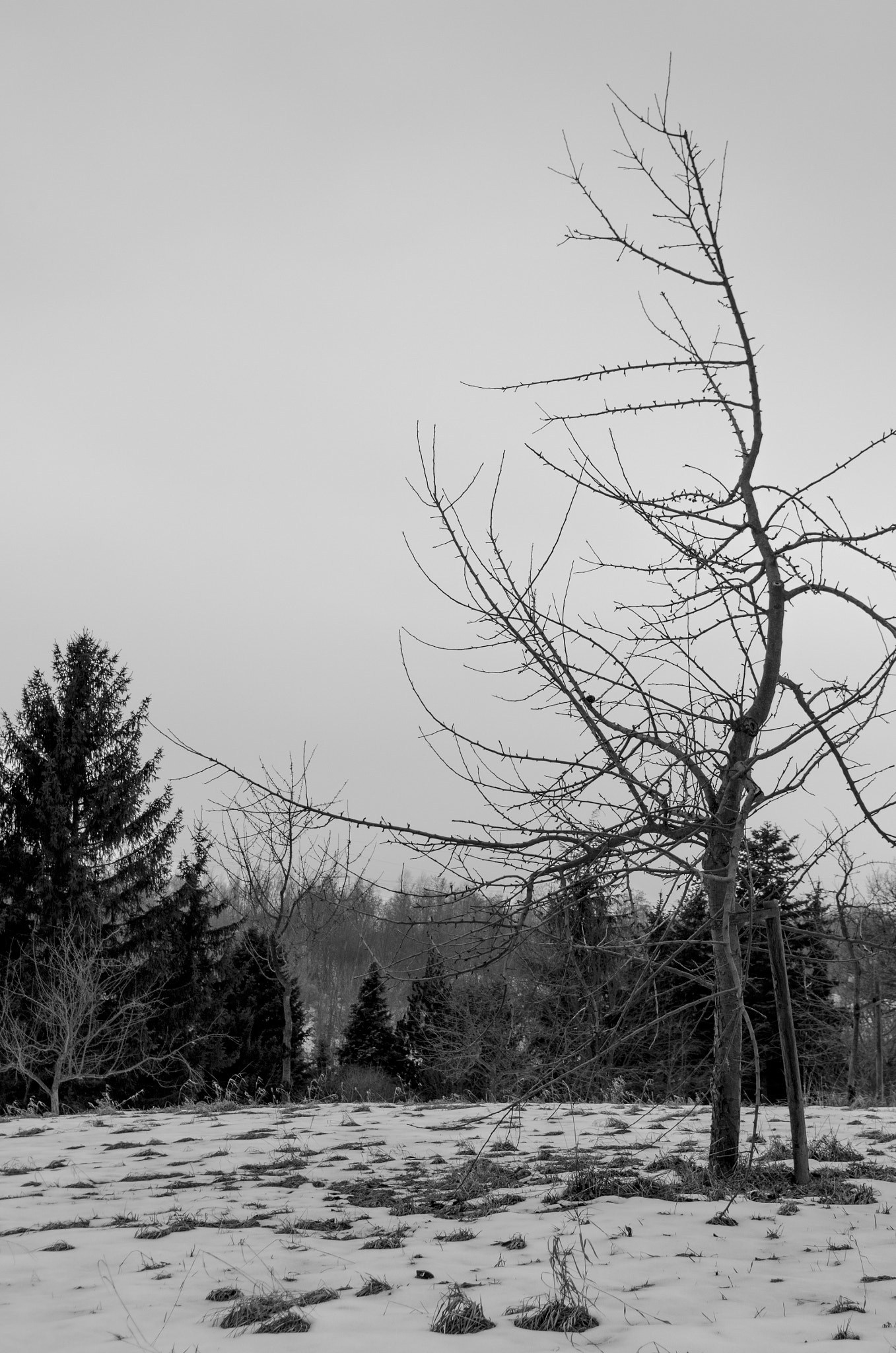 Pentax K-5 sample photo. Single tree photography
