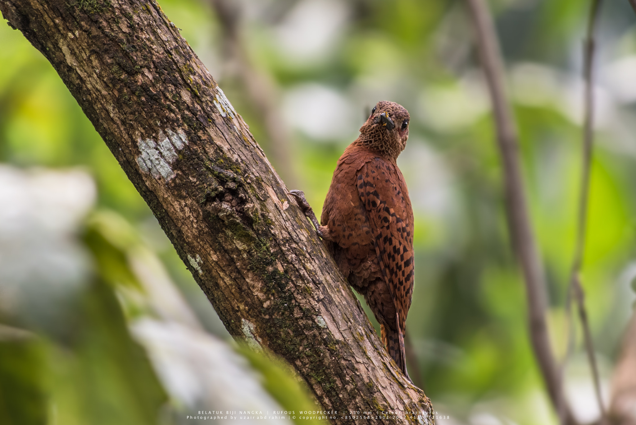 Nikon D810 + Nikon AF-S Nikkor 300mm F2.8G ED VR II sample photo. Rufous woodpecker photography